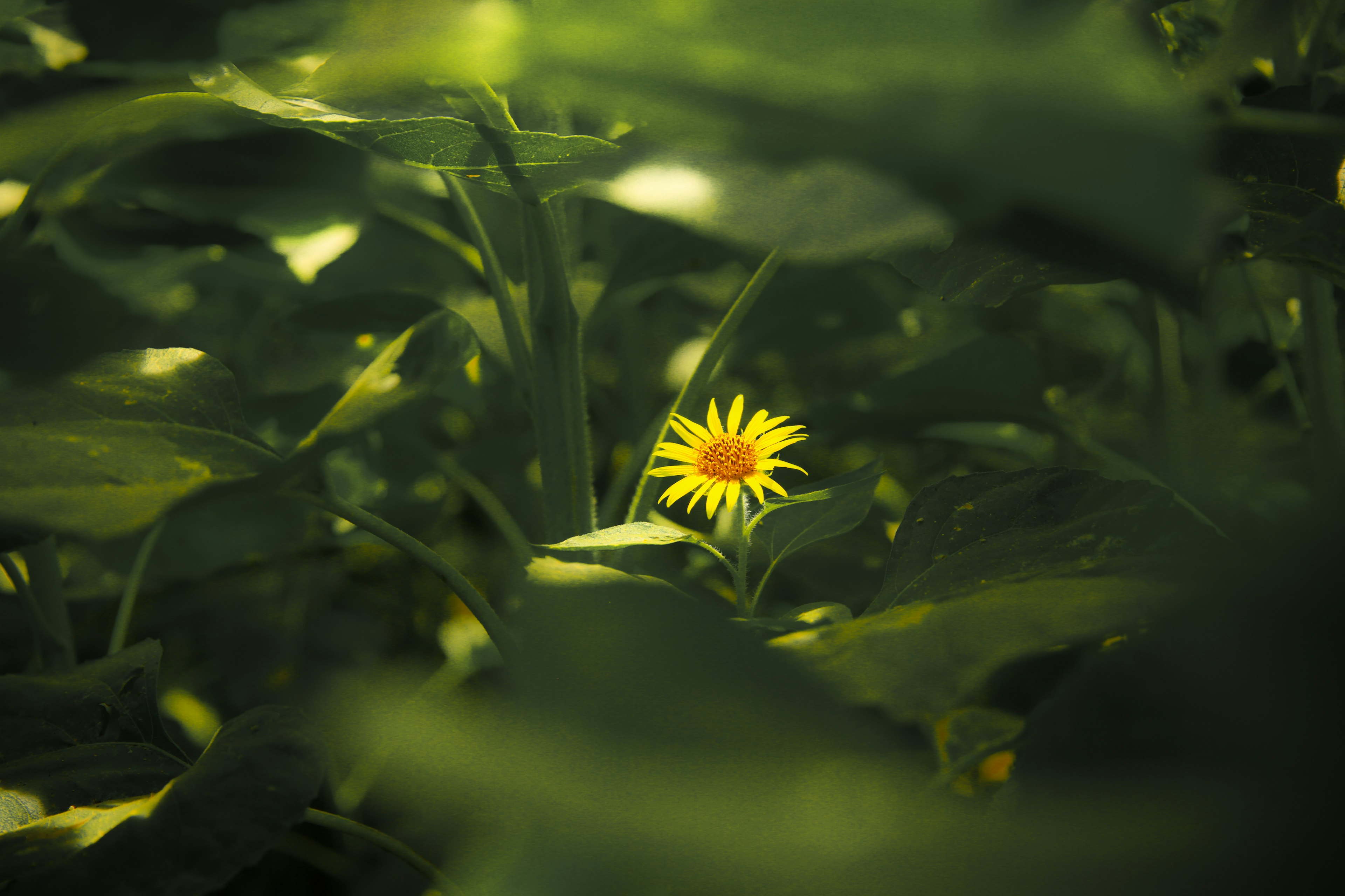 Una flor amarilla floreciendo entre hojas verdes