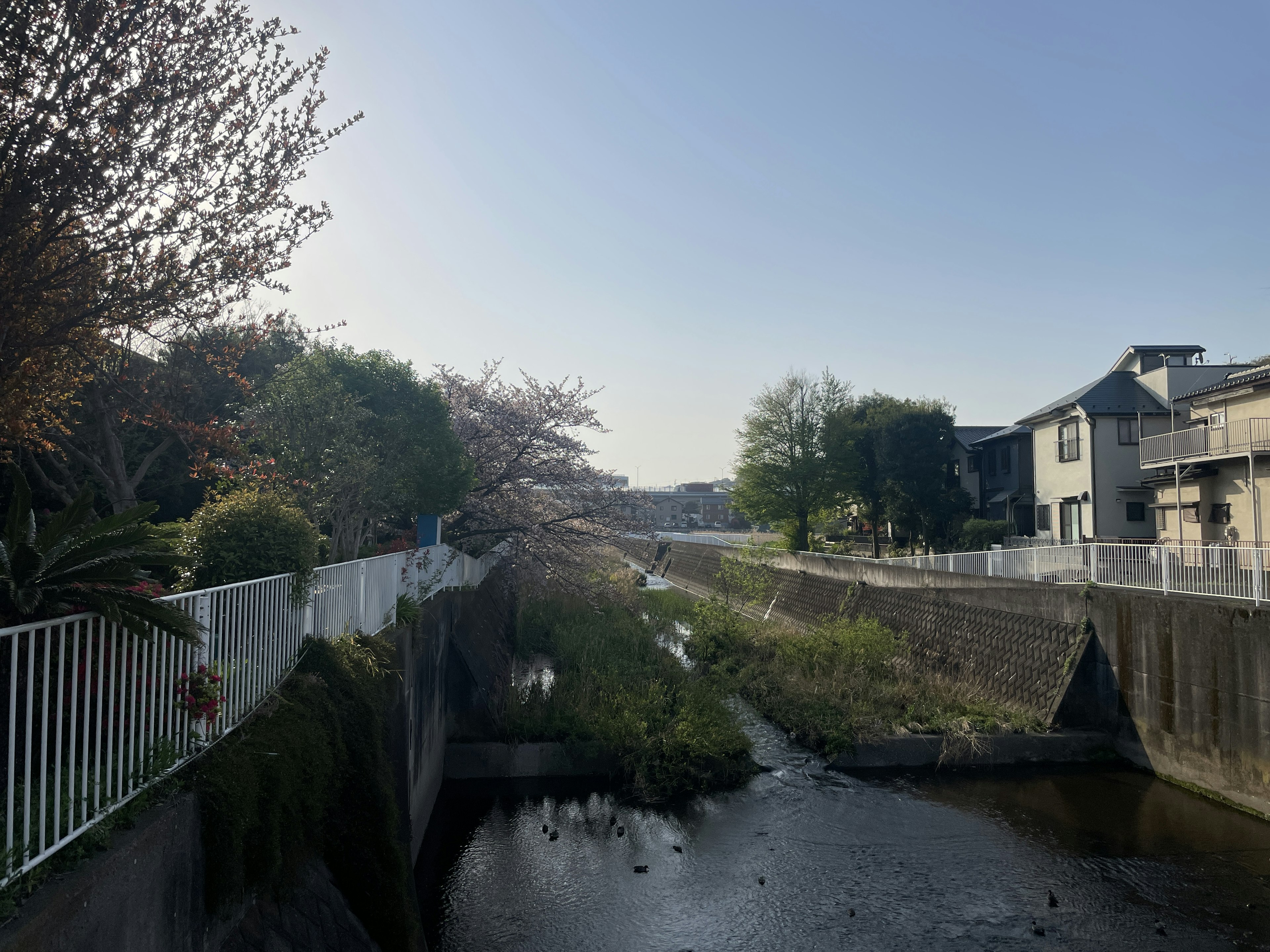 河边樱花树和晴朗蓝天的风景