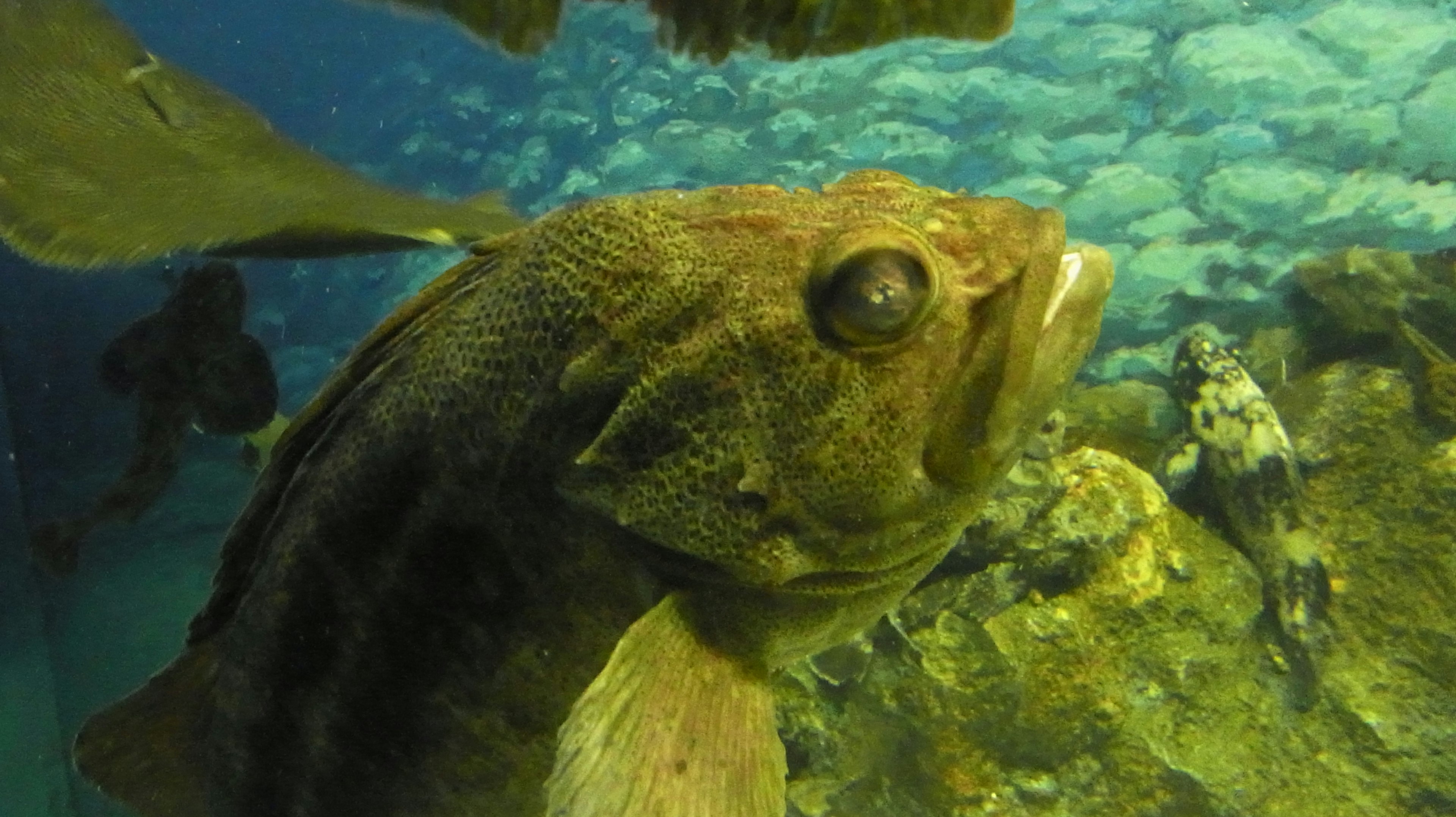 Close-up of a fish underwater with a blue and green background featuring marine life among rocks