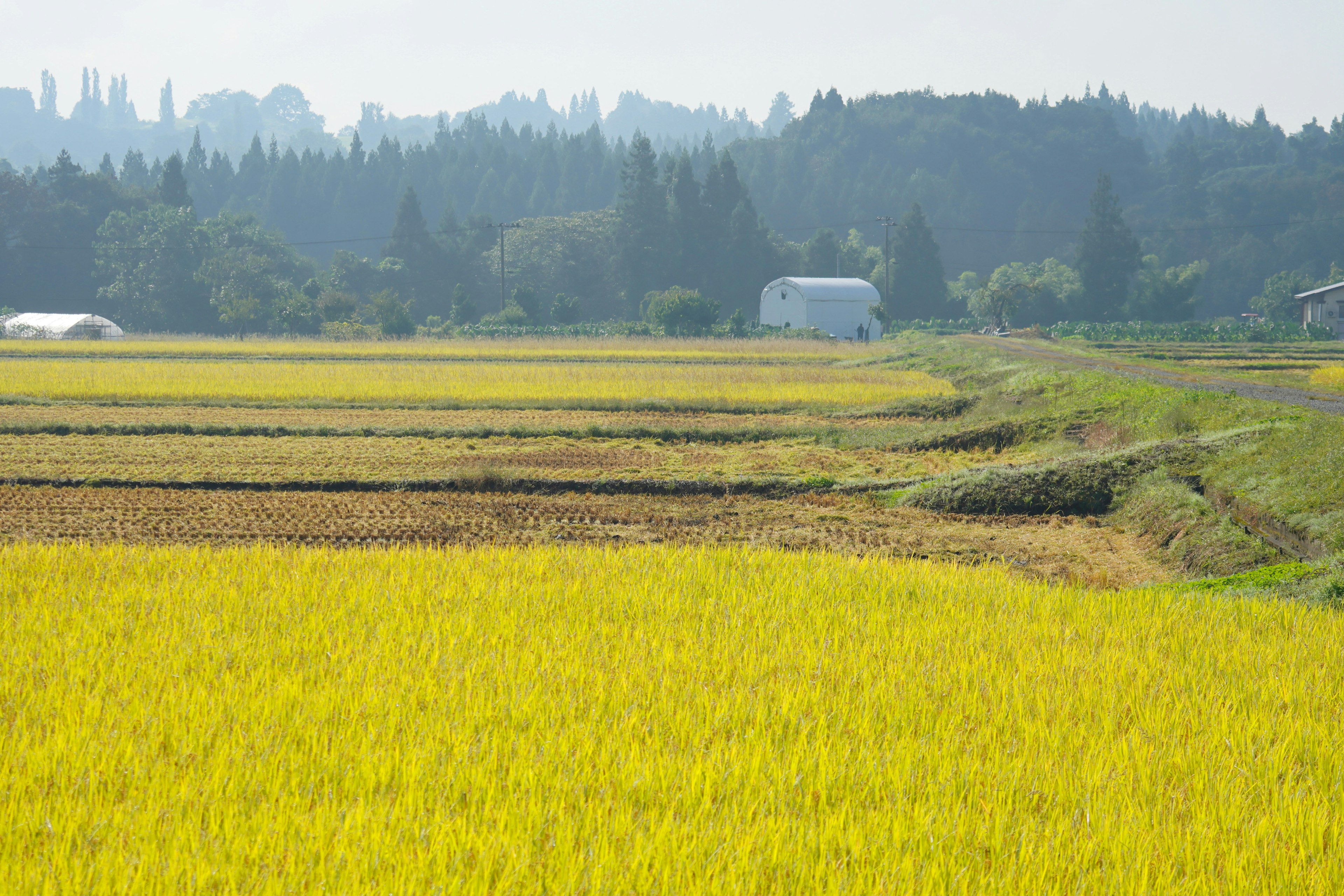 Ladang padi kuning cerah dengan bukit hijau di latar belakang