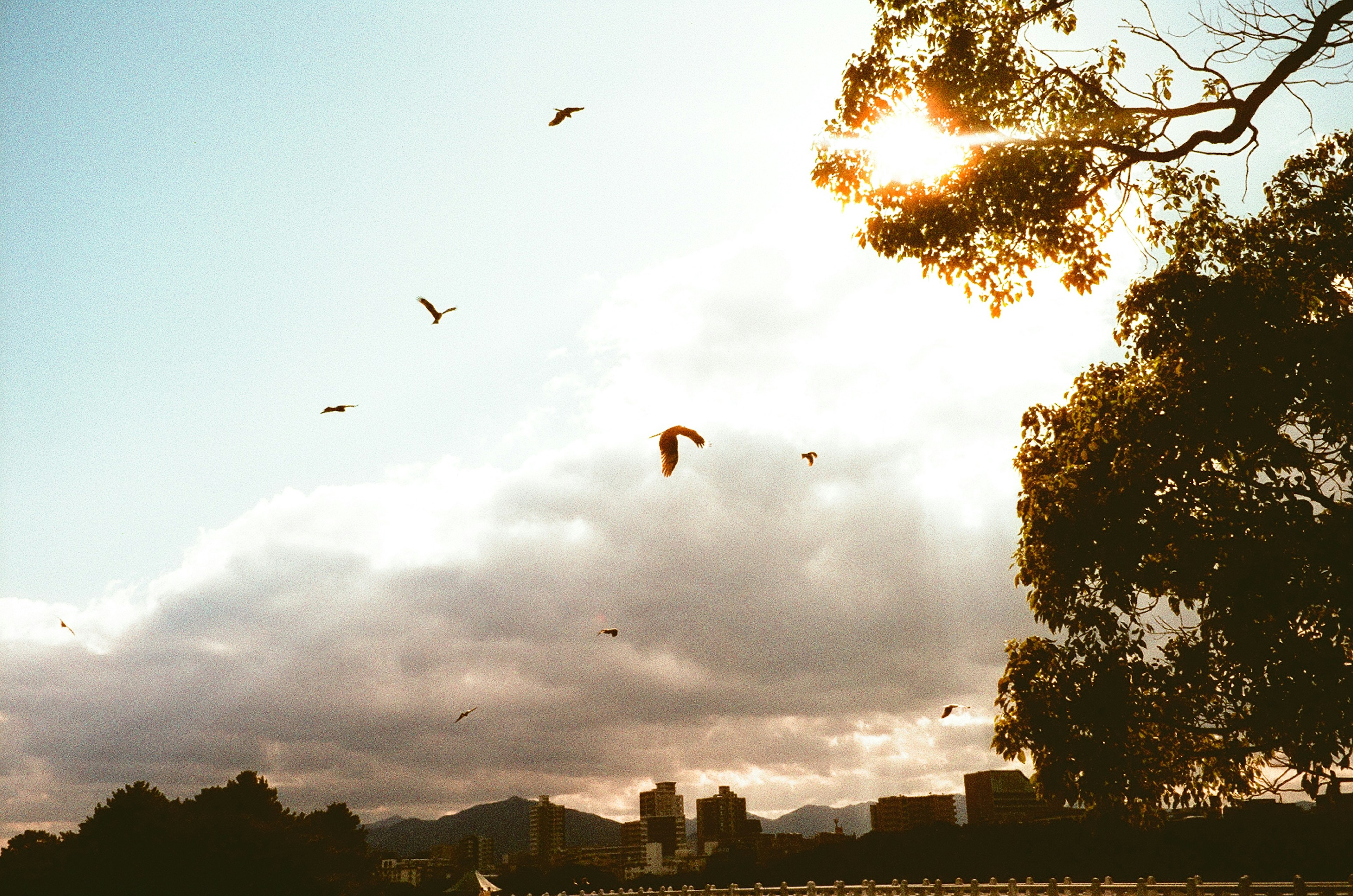 Vista escénica de aves y un parapente volando bajo un cielo de atardecer