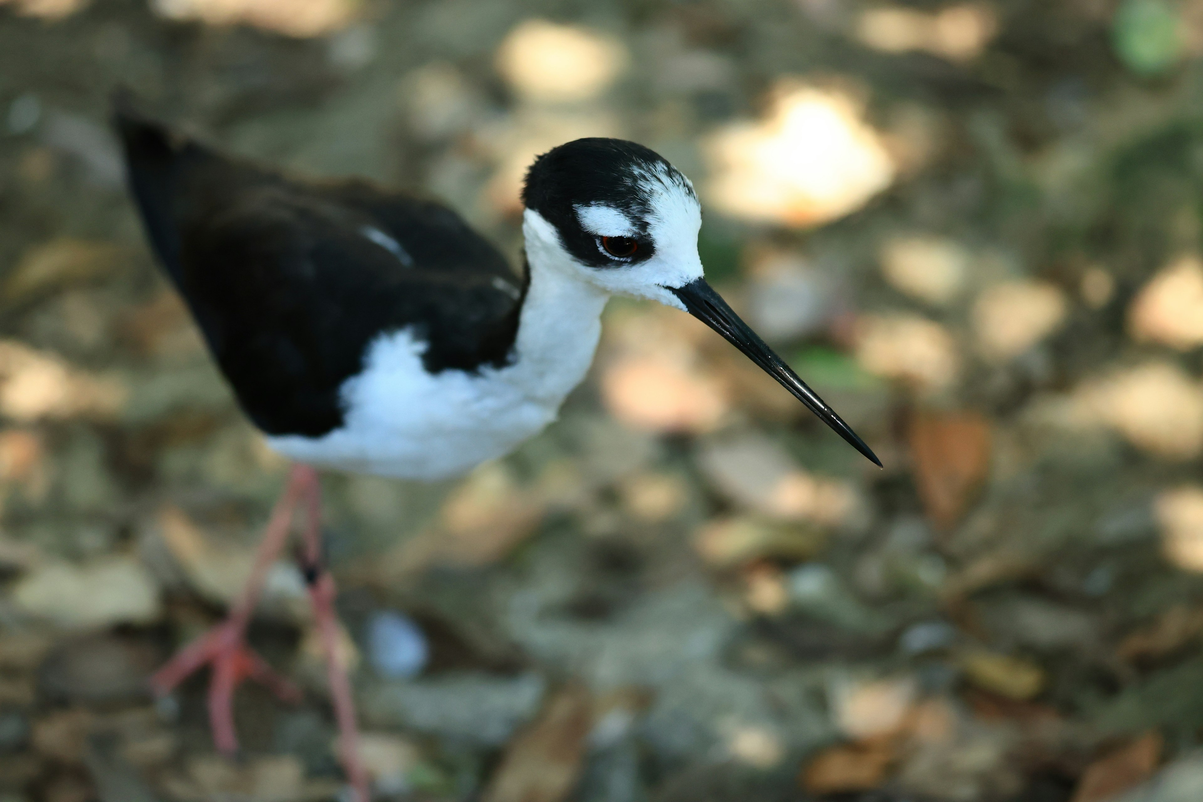 A bird with black and white feathers standing on the ground