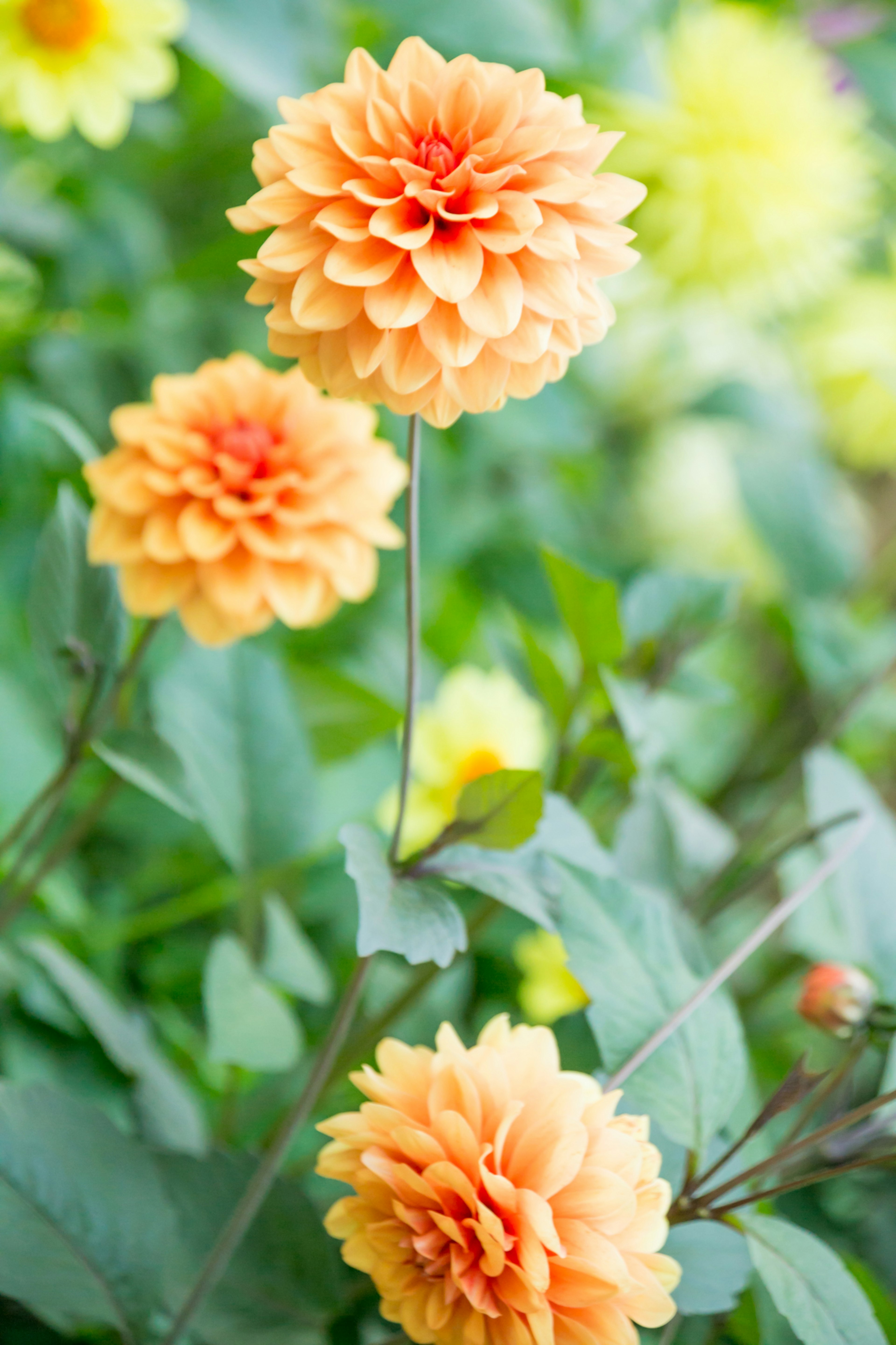 オレンジ色のダリアの花が咲いている美しい庭の風景