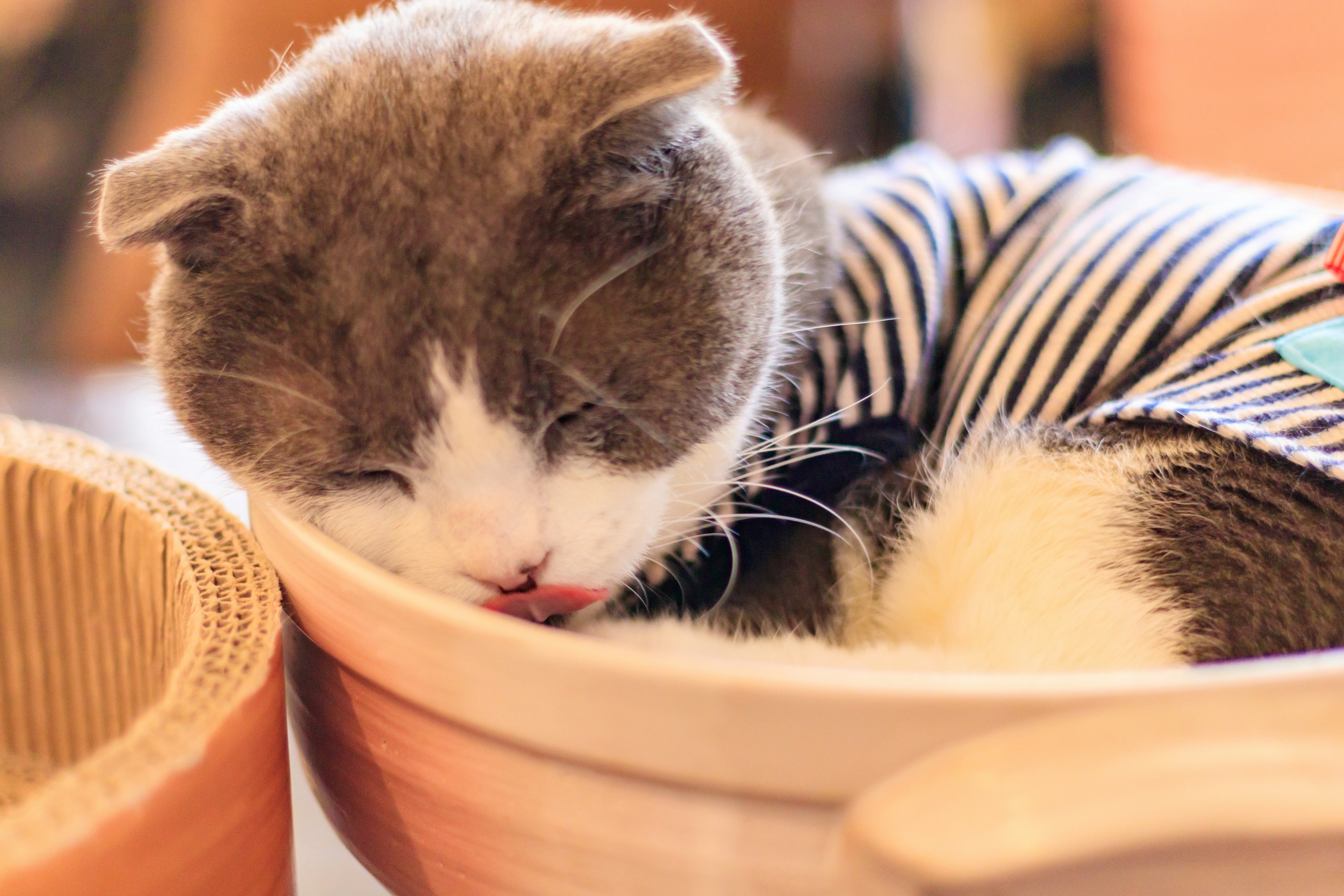 A cat wearing a striped outfit sleeping in a bowl