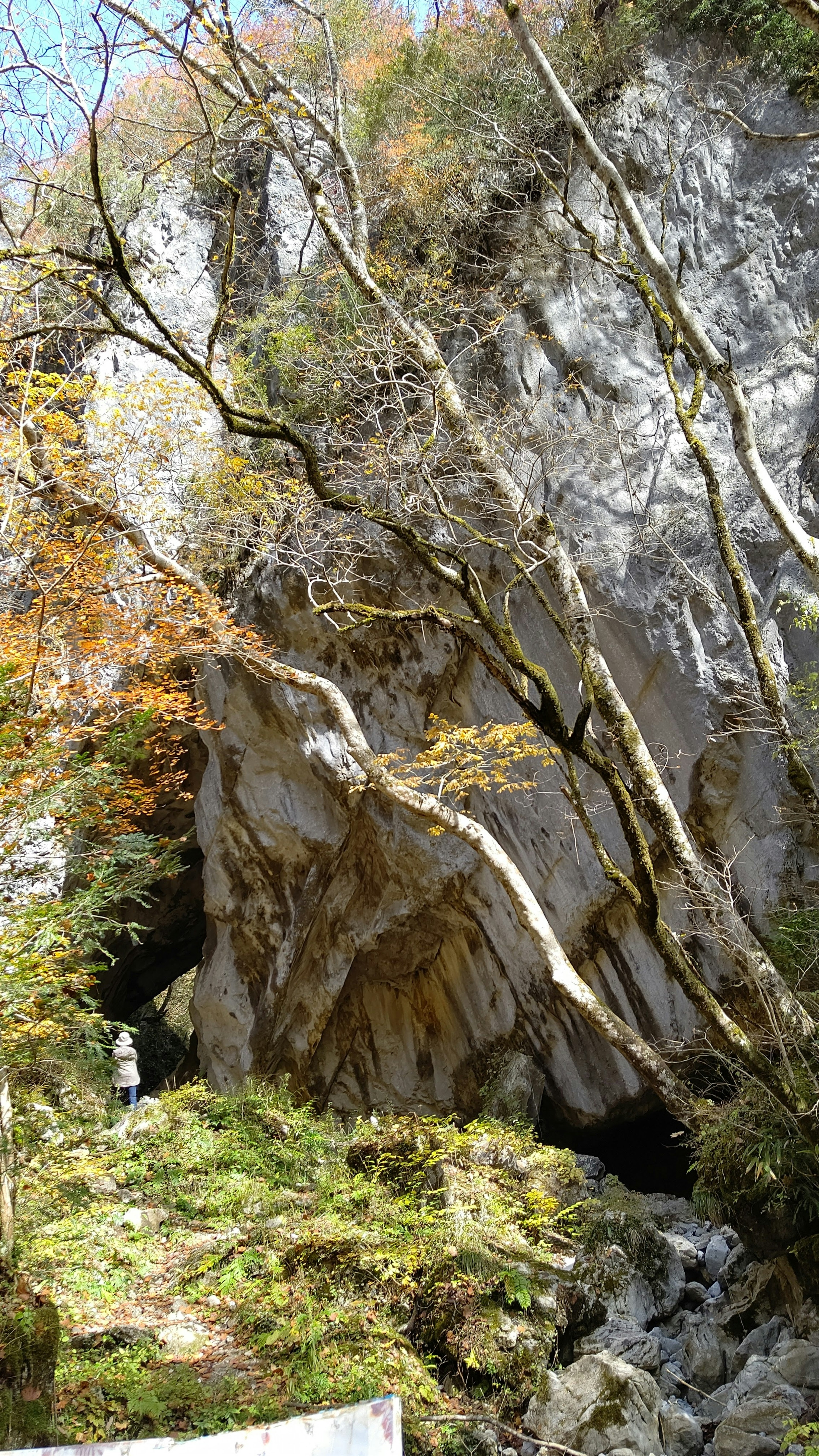 岩肌と木々が見える自然の風景