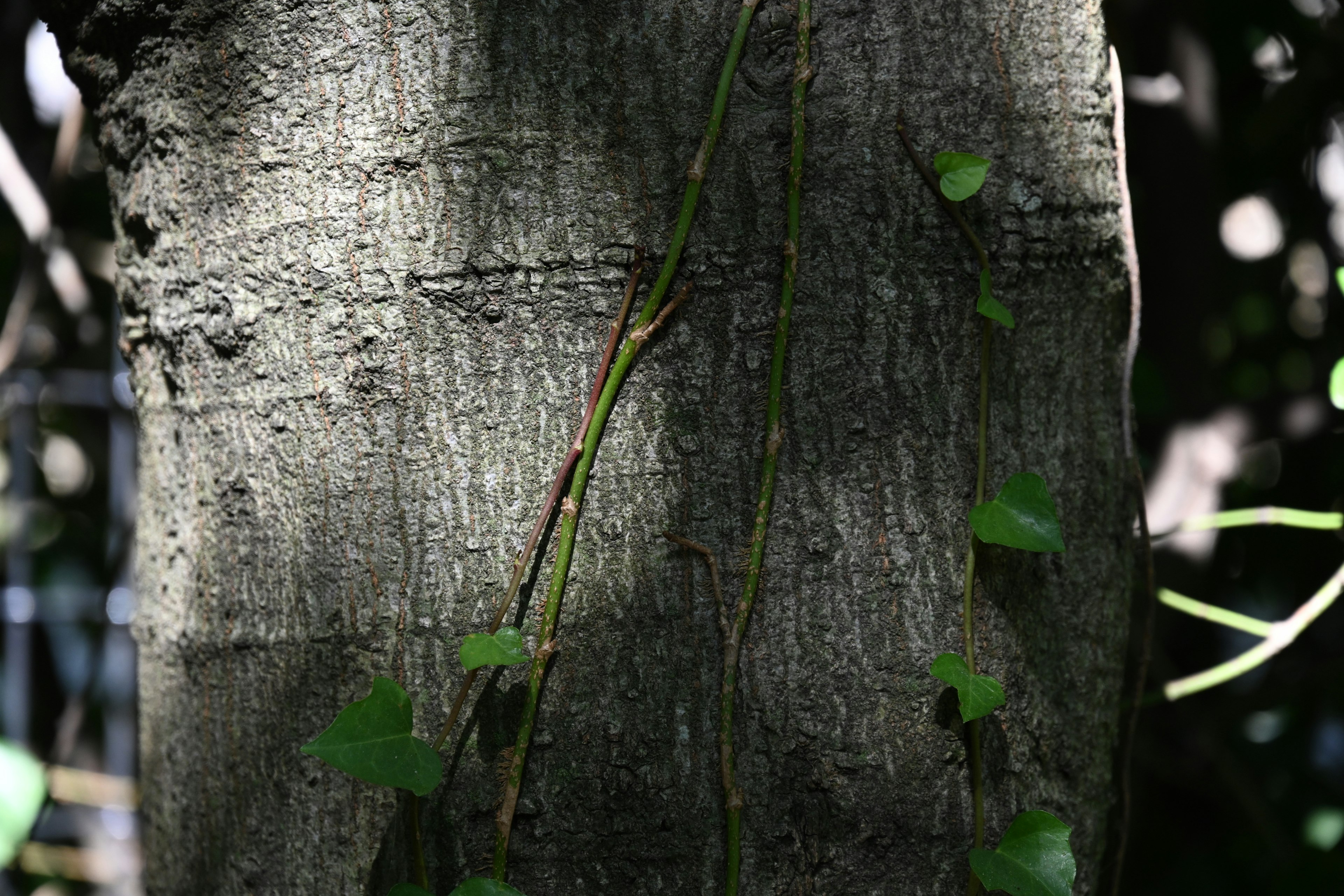 Enredadera y hojas verdes trepando por un tronco de árbol