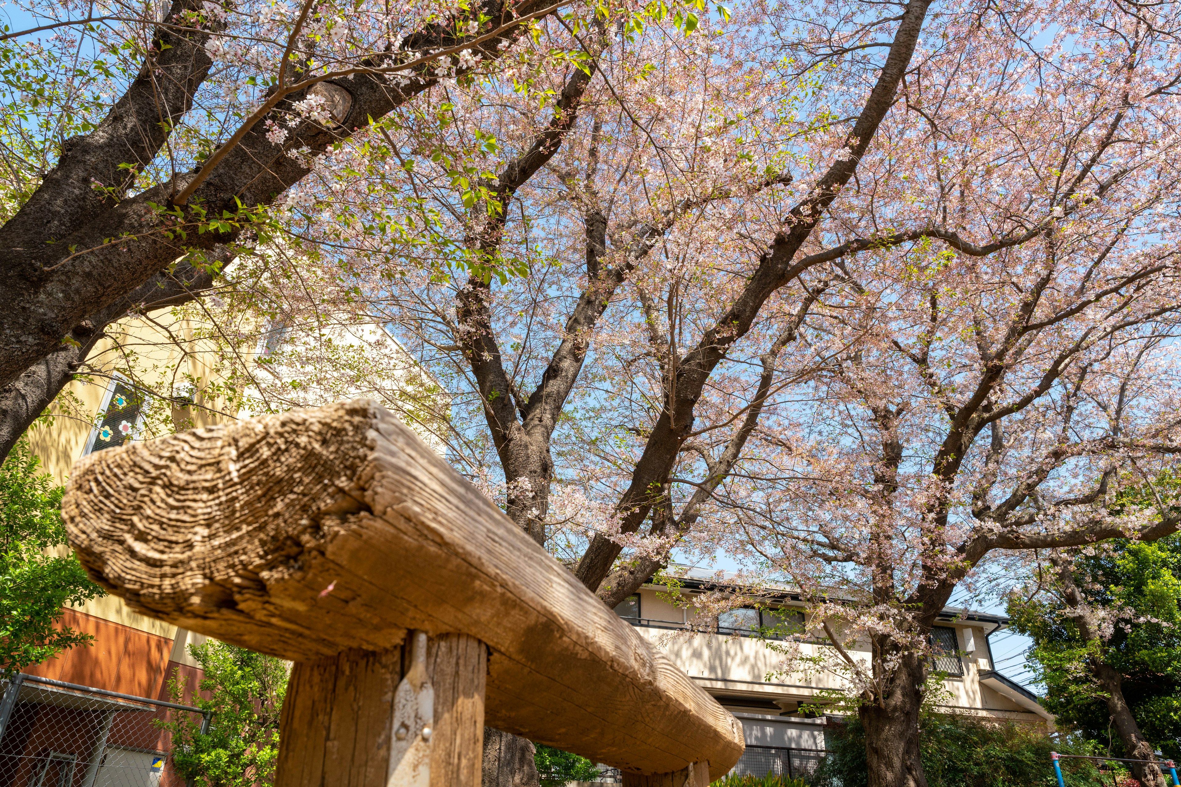 Scenic view of cherry blossom trees and a wooden bench