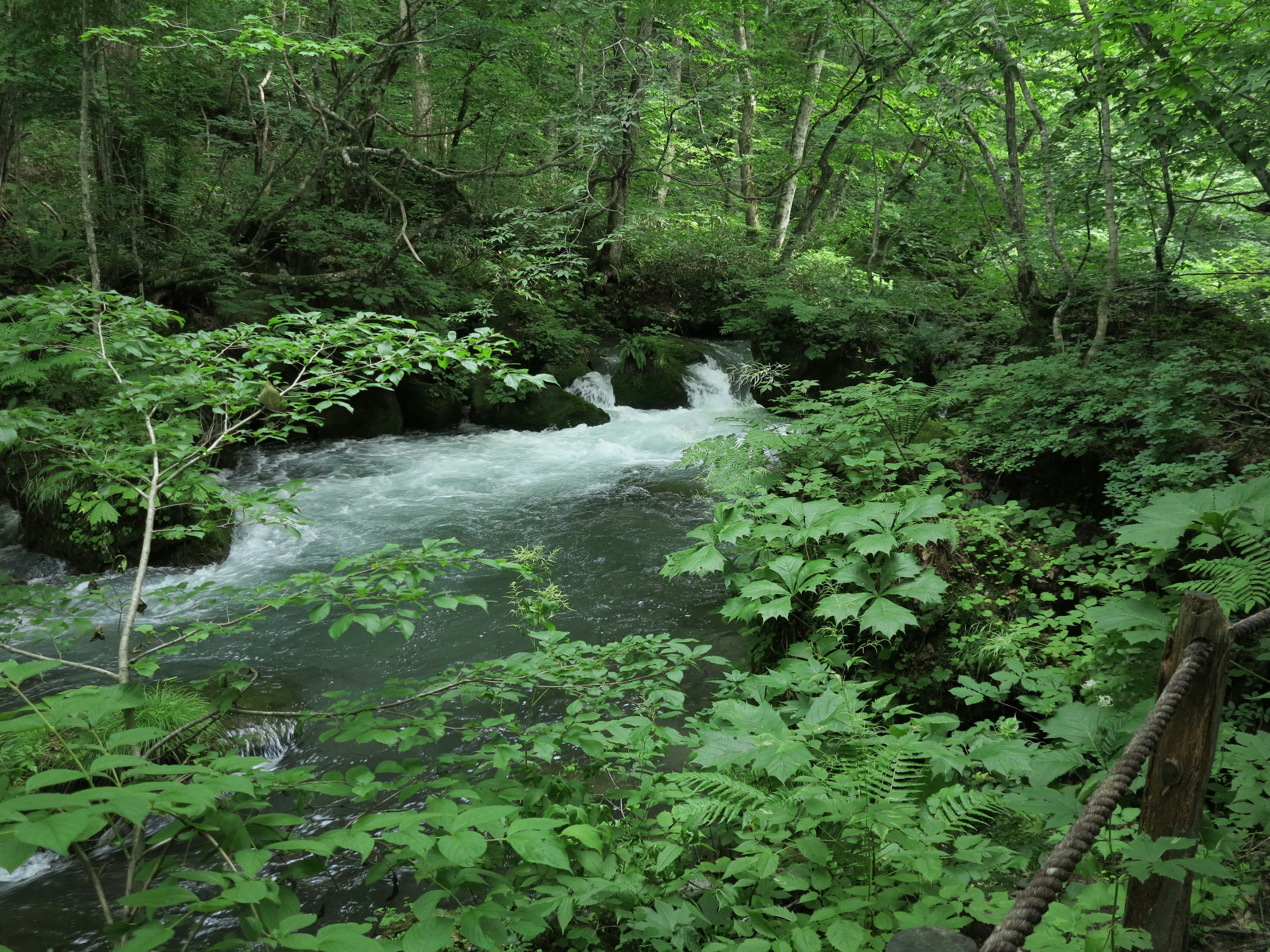 Image of a clear stream flowing through a lush green forest