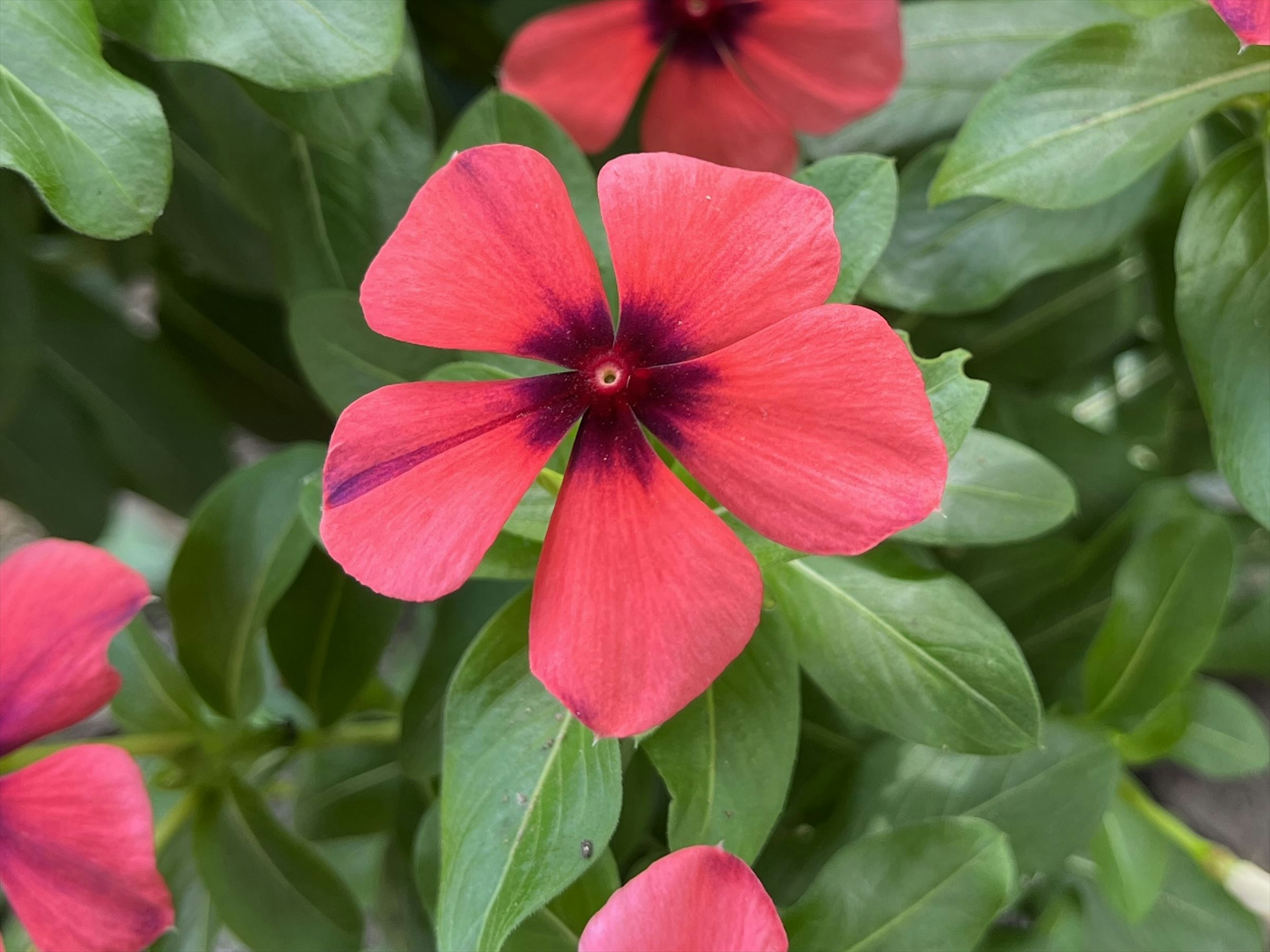 Primo piano di un fiore rosa vibrante con foglie verdi