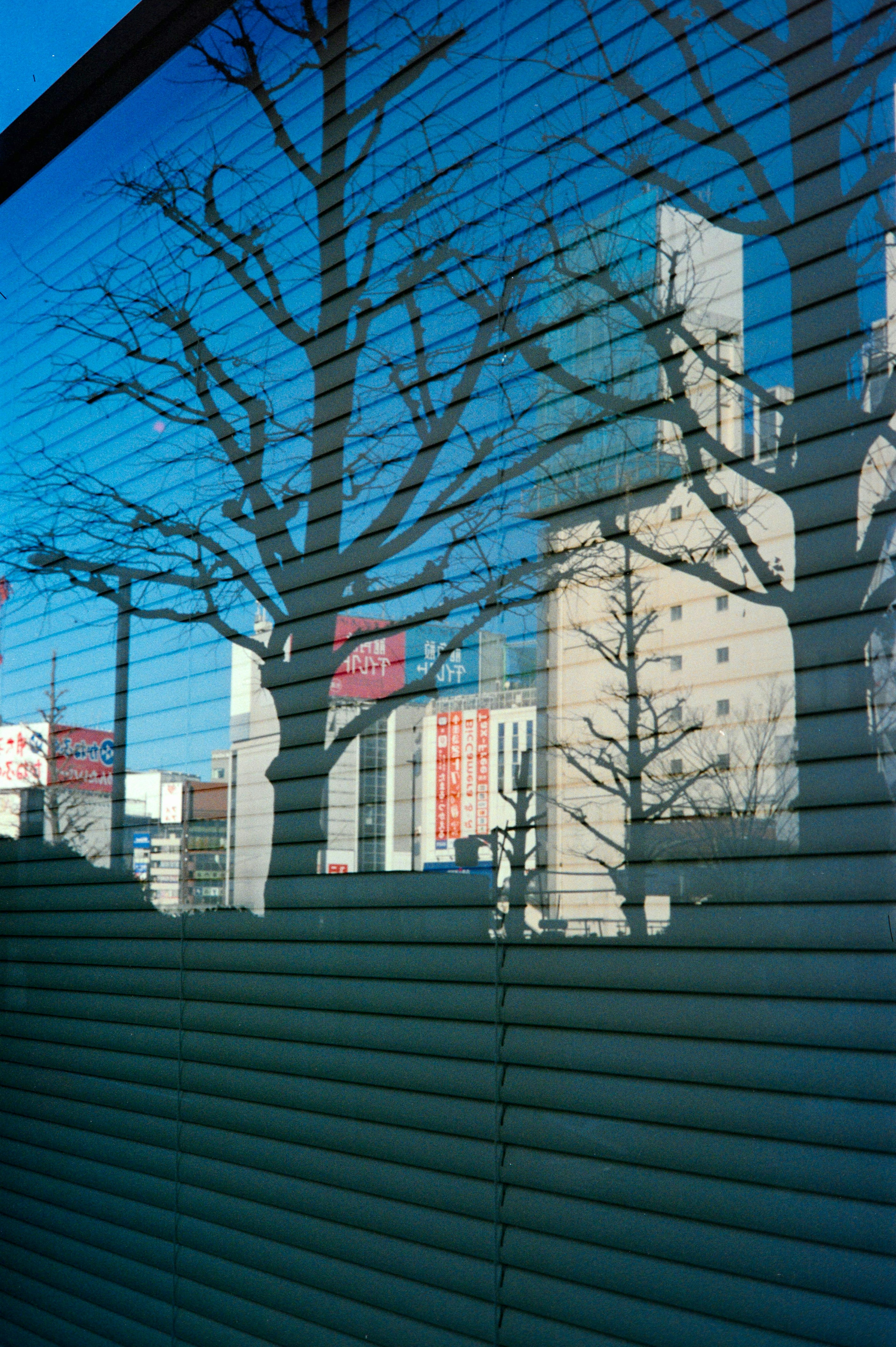 Reflets d'arbres et de bâtiments dans un store de fenêtre