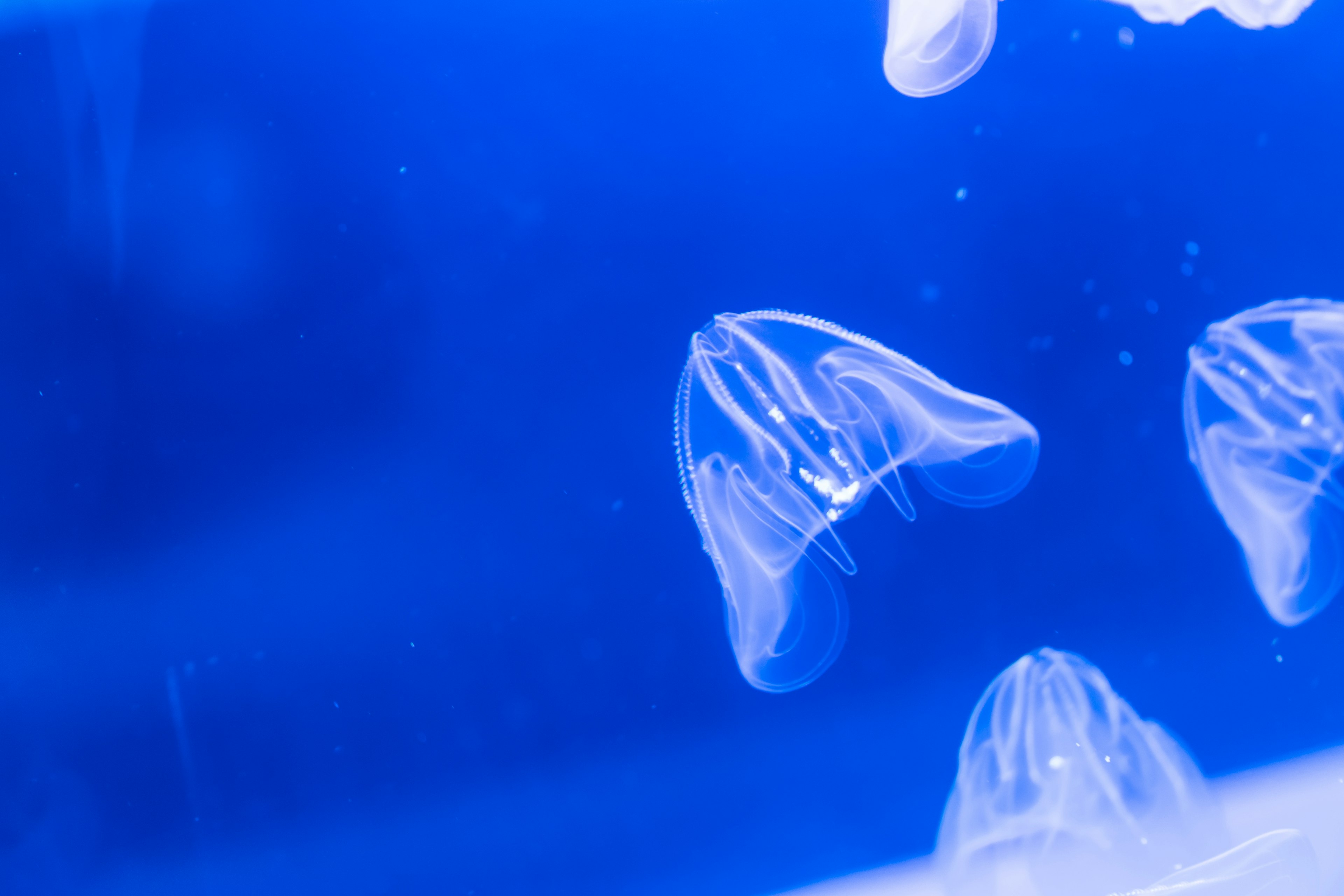 A group of jellyfish floating in blue water