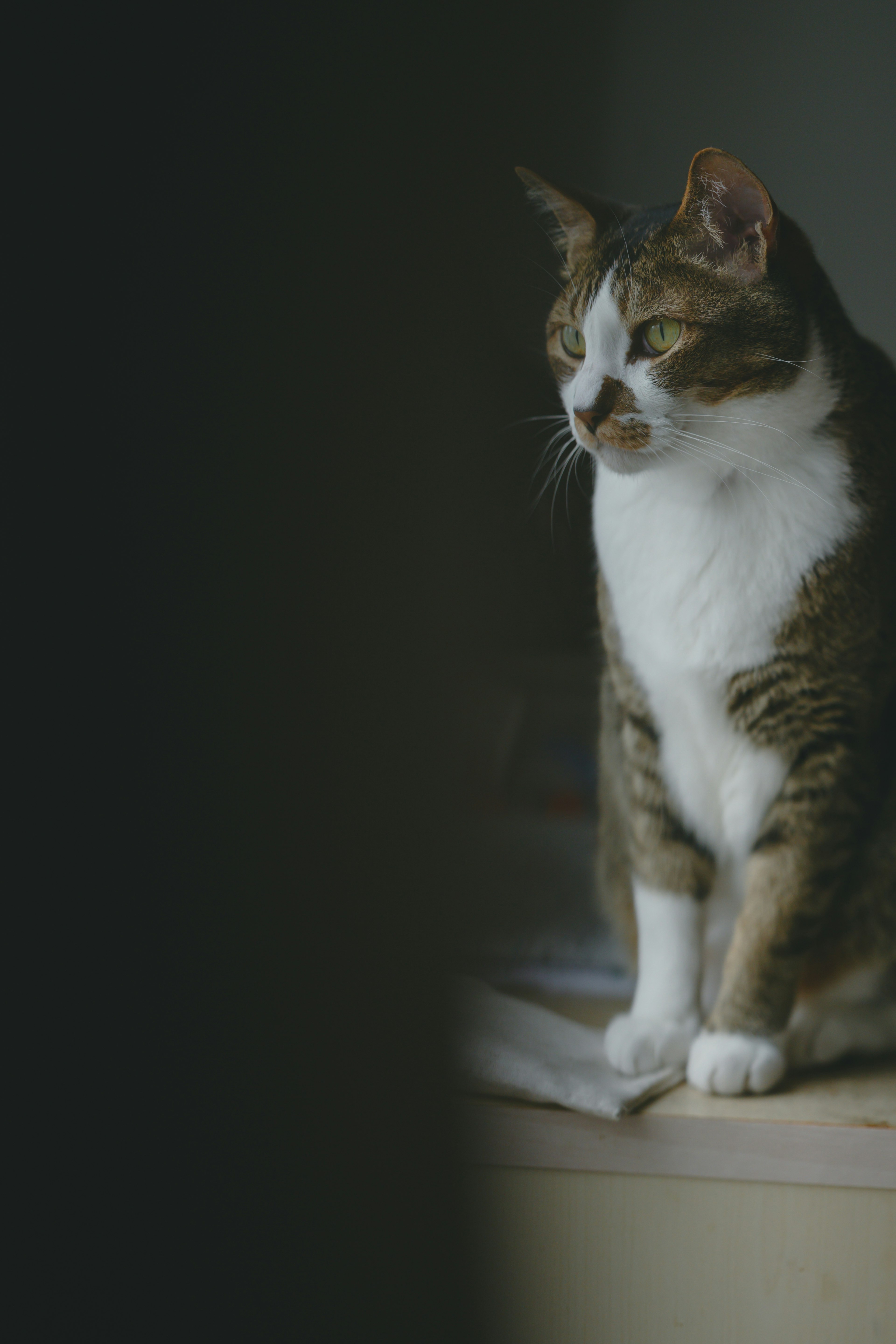 Brown and white cat sitting by the window