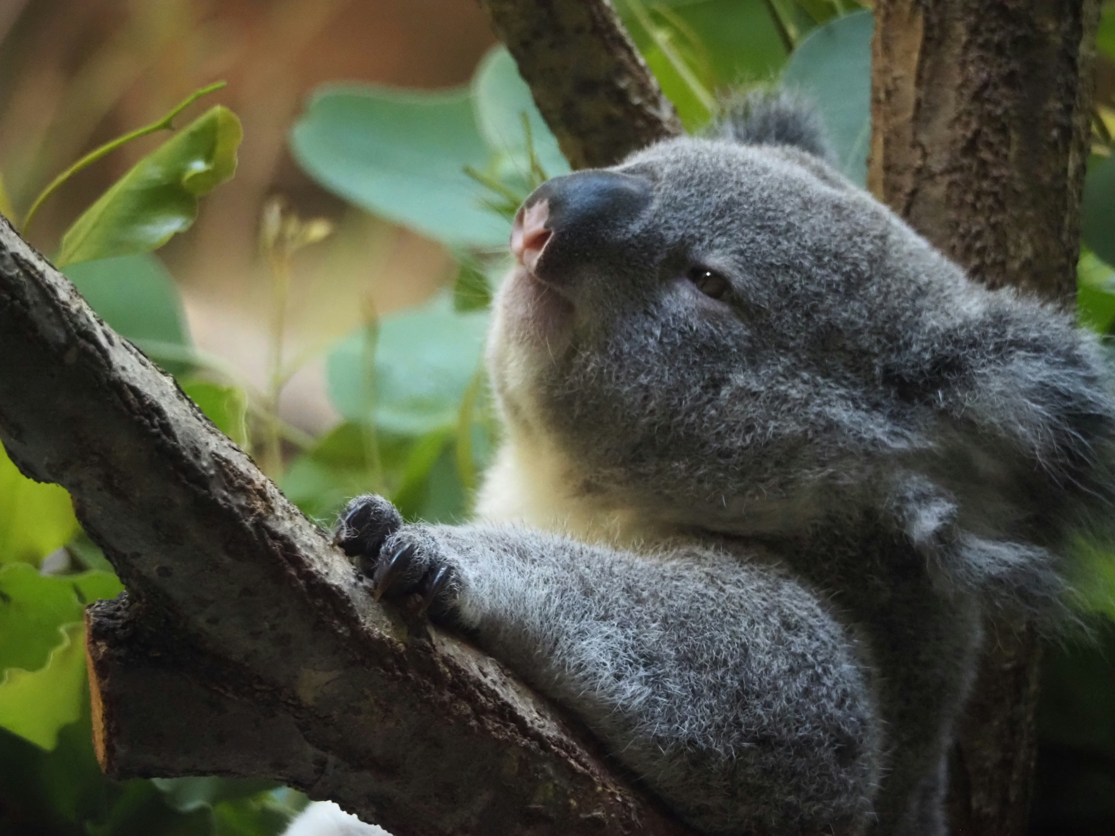 A relaxed koala resting on a tree branch