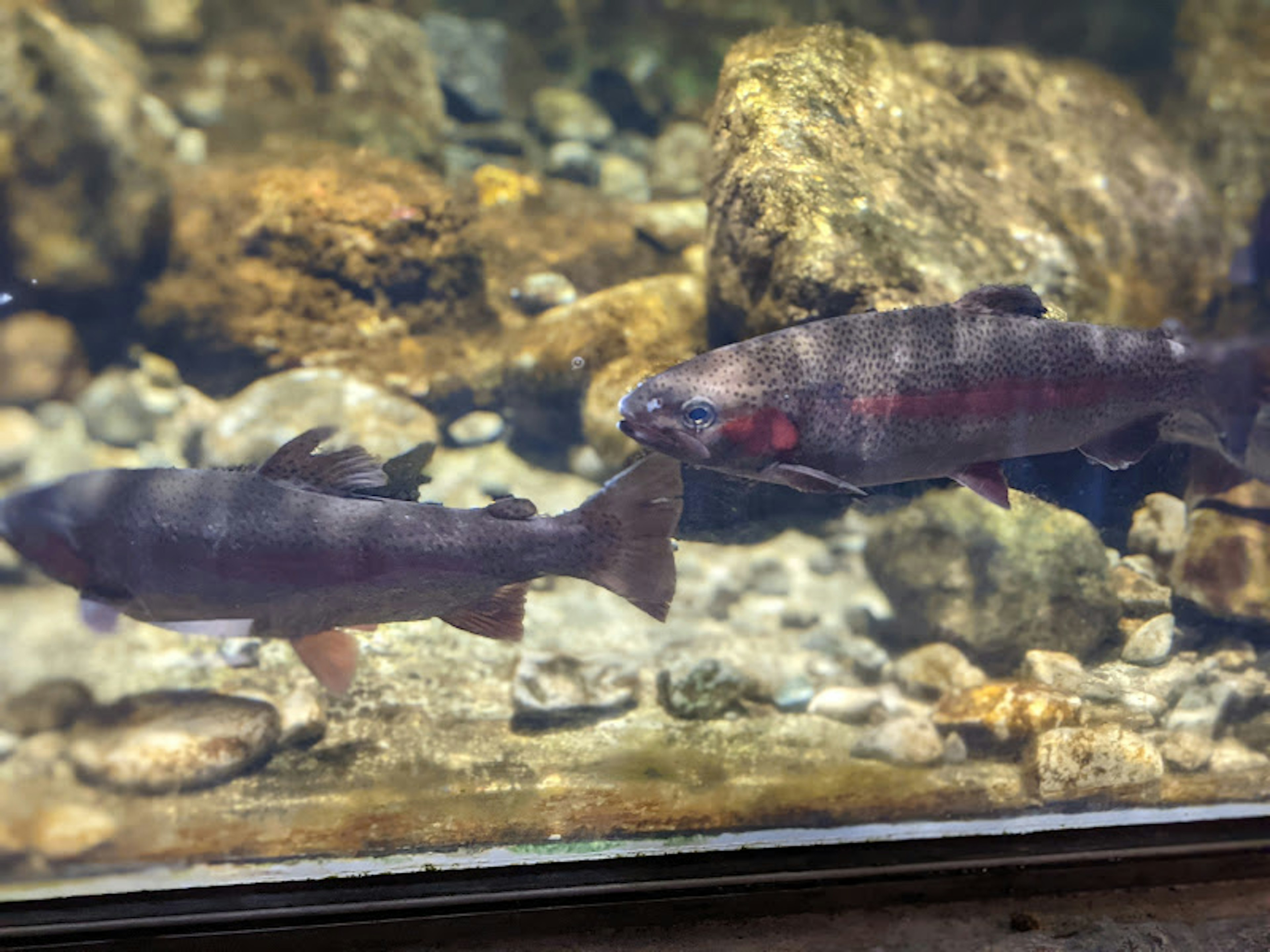 Fische schwimmen in einem Aquarium zwischen Steinen