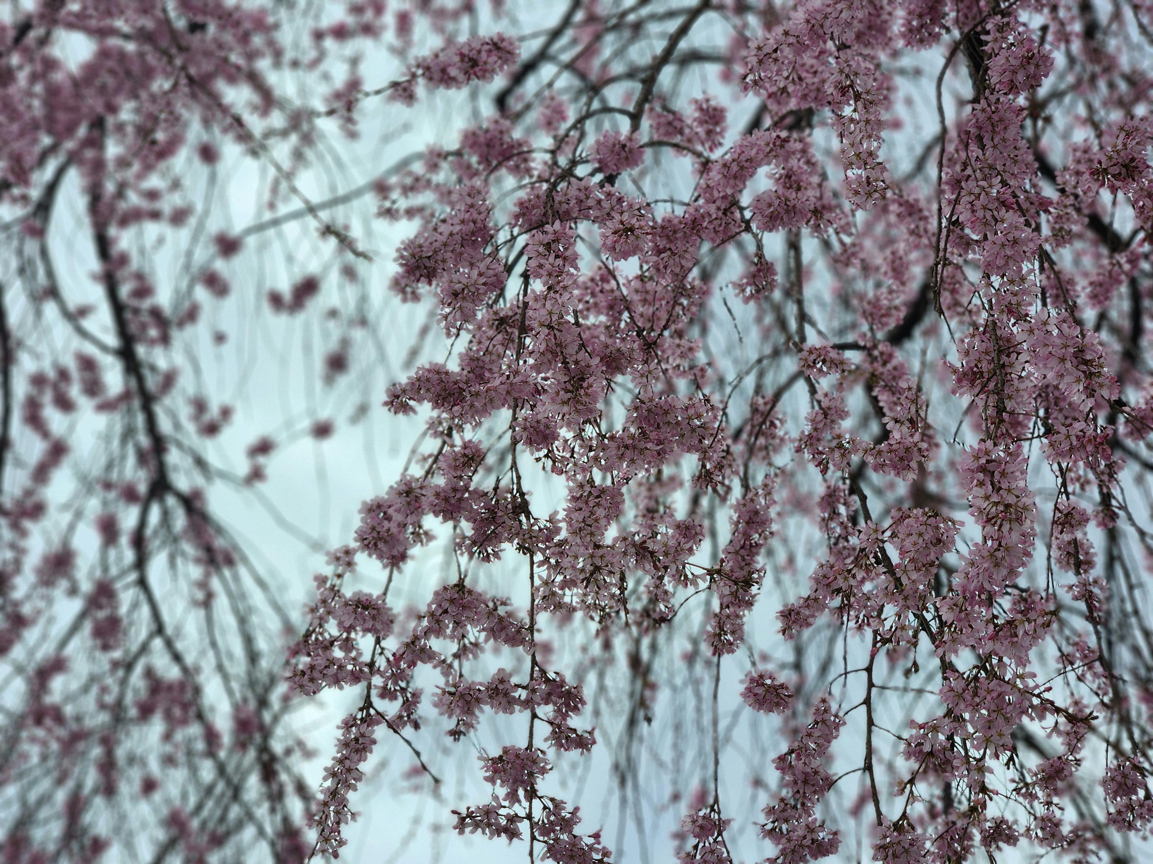 Nahaufnahme von Zweigen mit blassen rosa Blumen