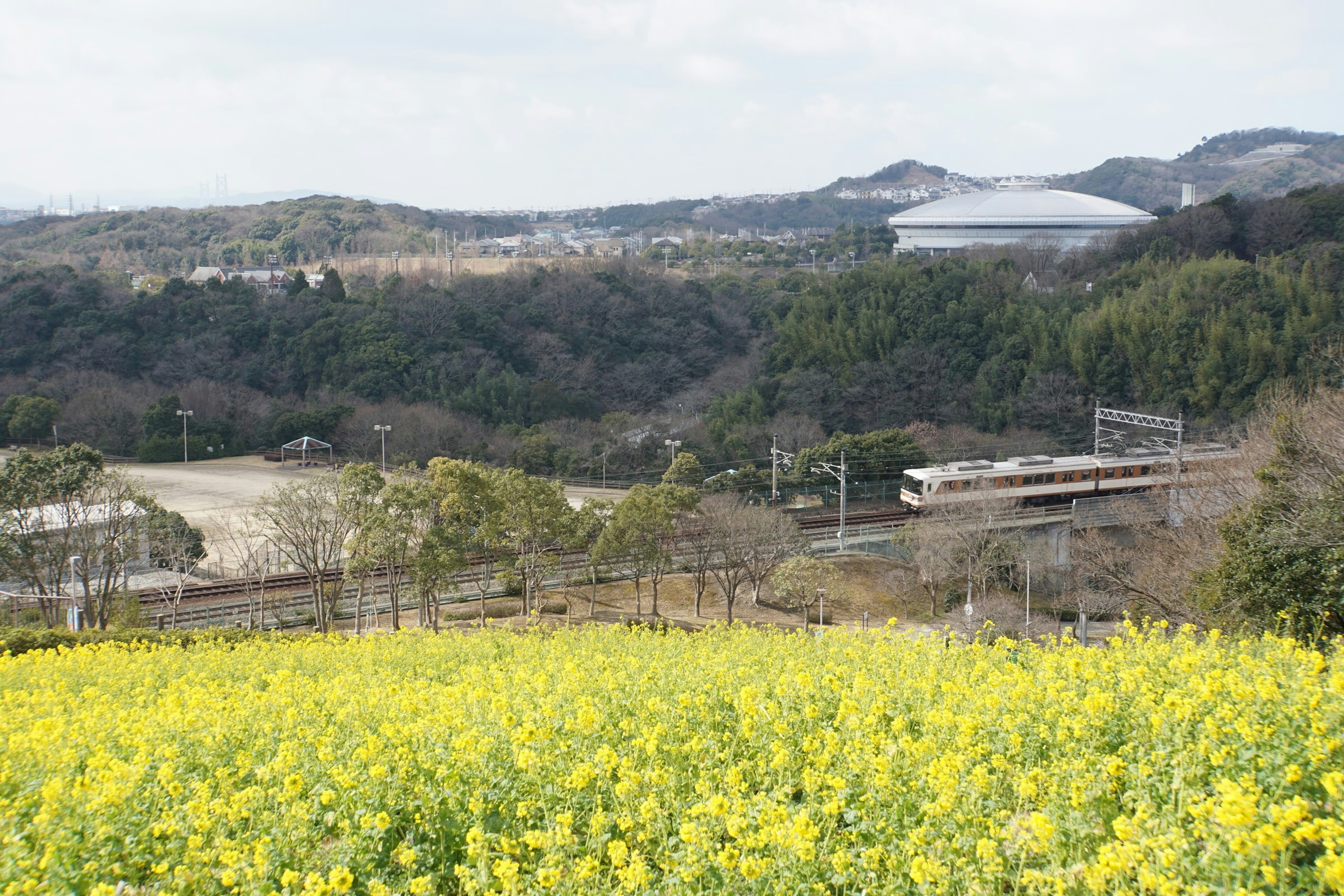 Vibrant canola flower field with distant mountains and a train