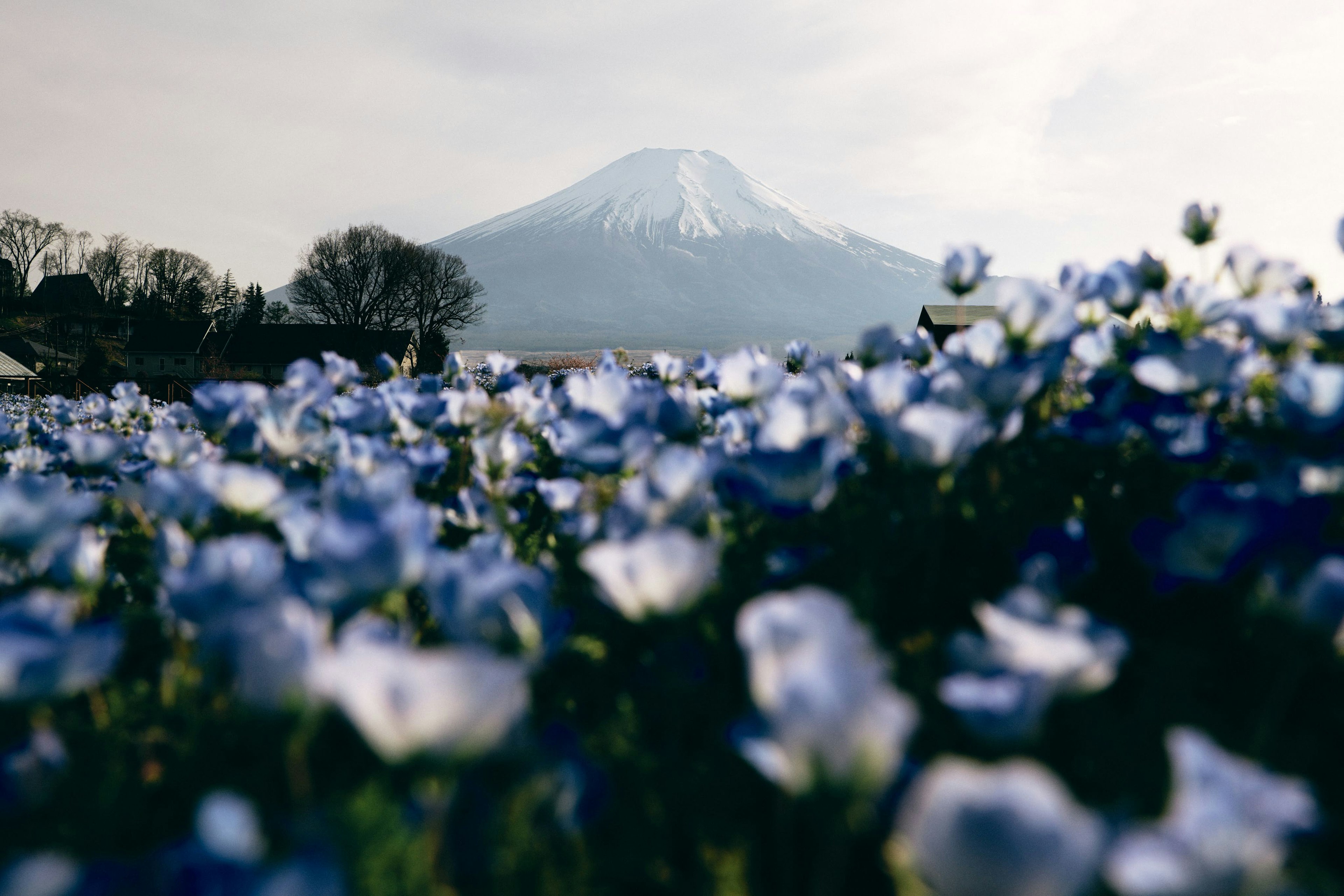 Landschaft mit blauen Blumen und einem schneebedeckten Berg