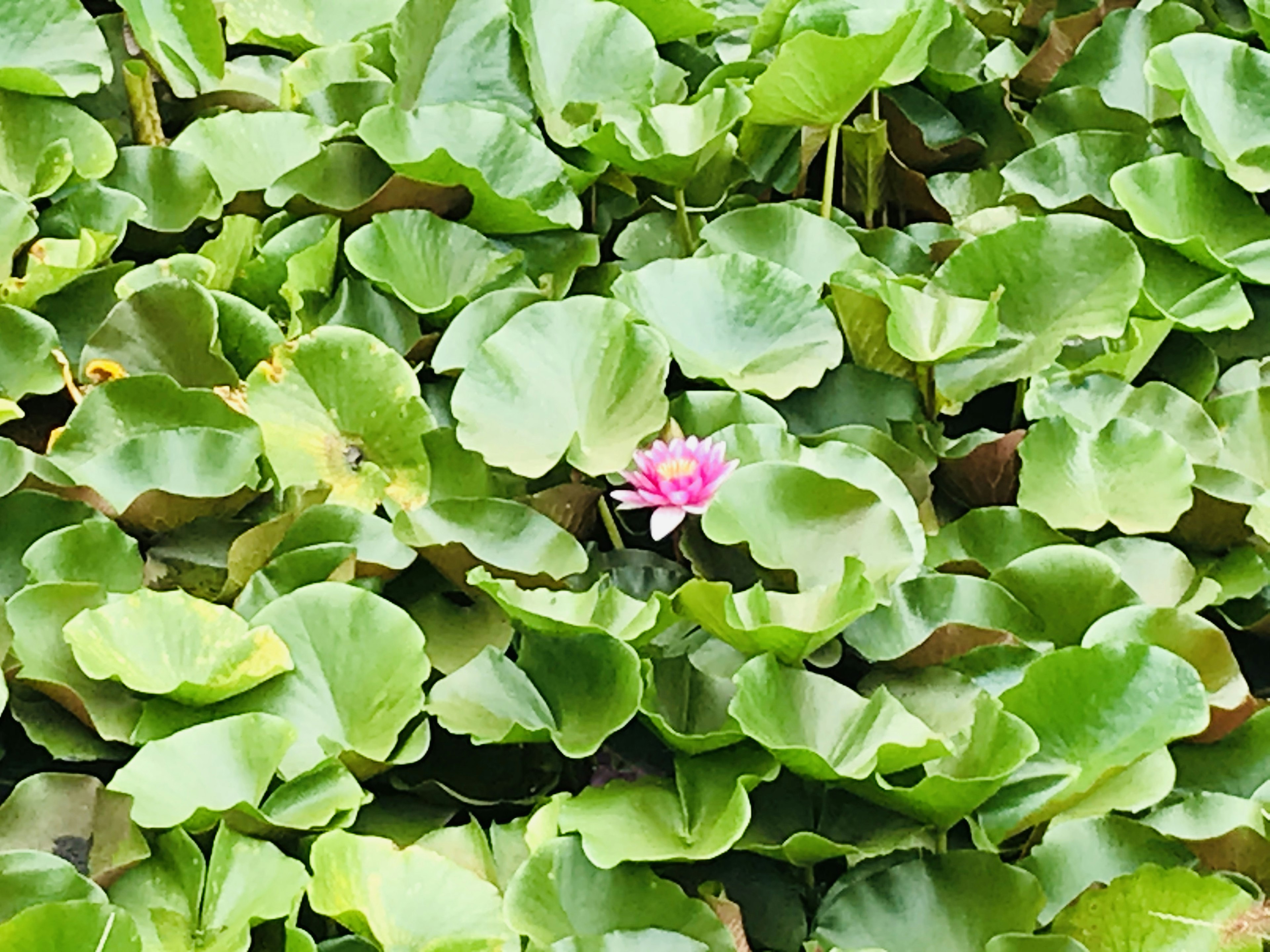 在绿色睡莲叶子中盛开的粉色花朵