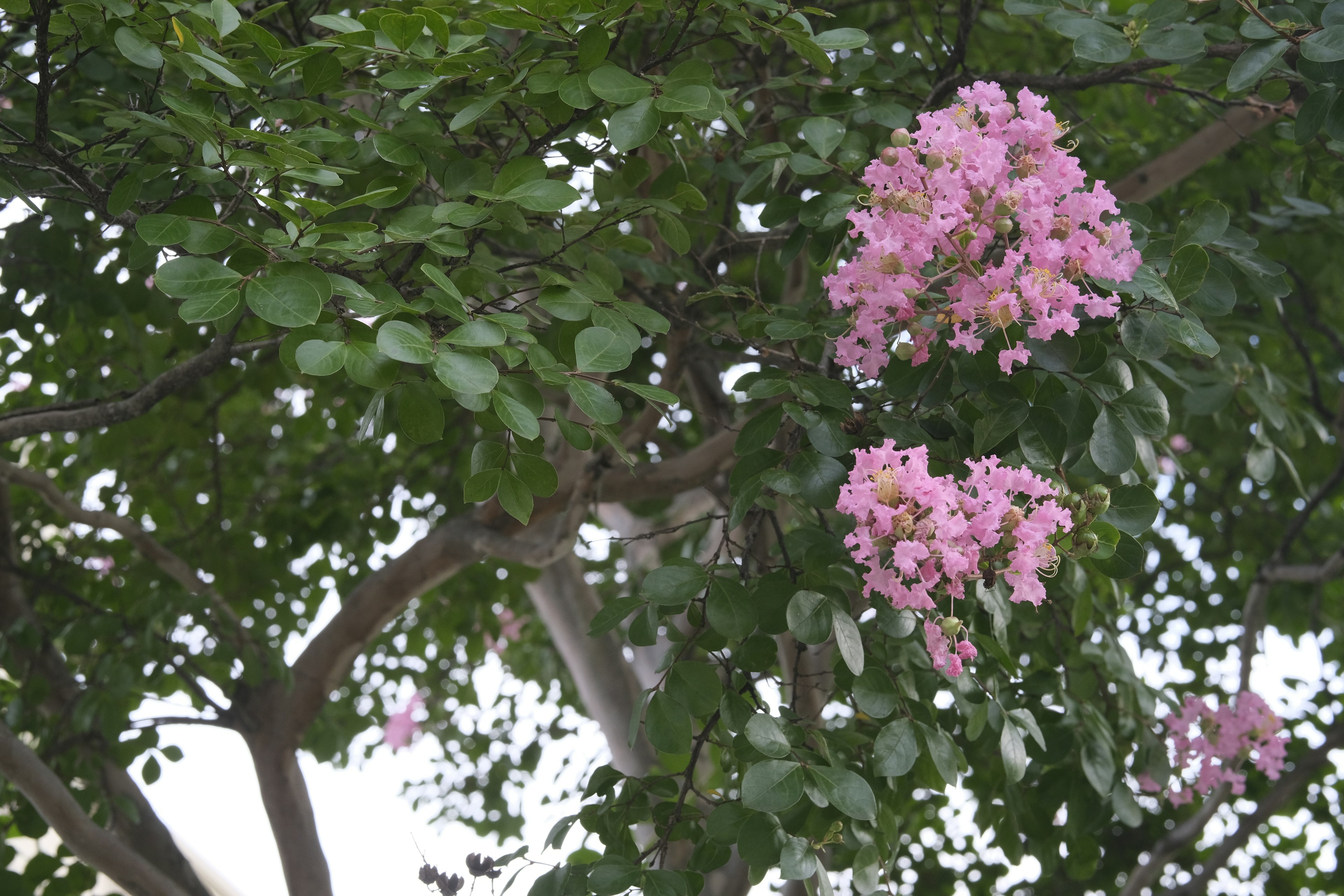 ピンクの花が咲く木の枝と緑の葉