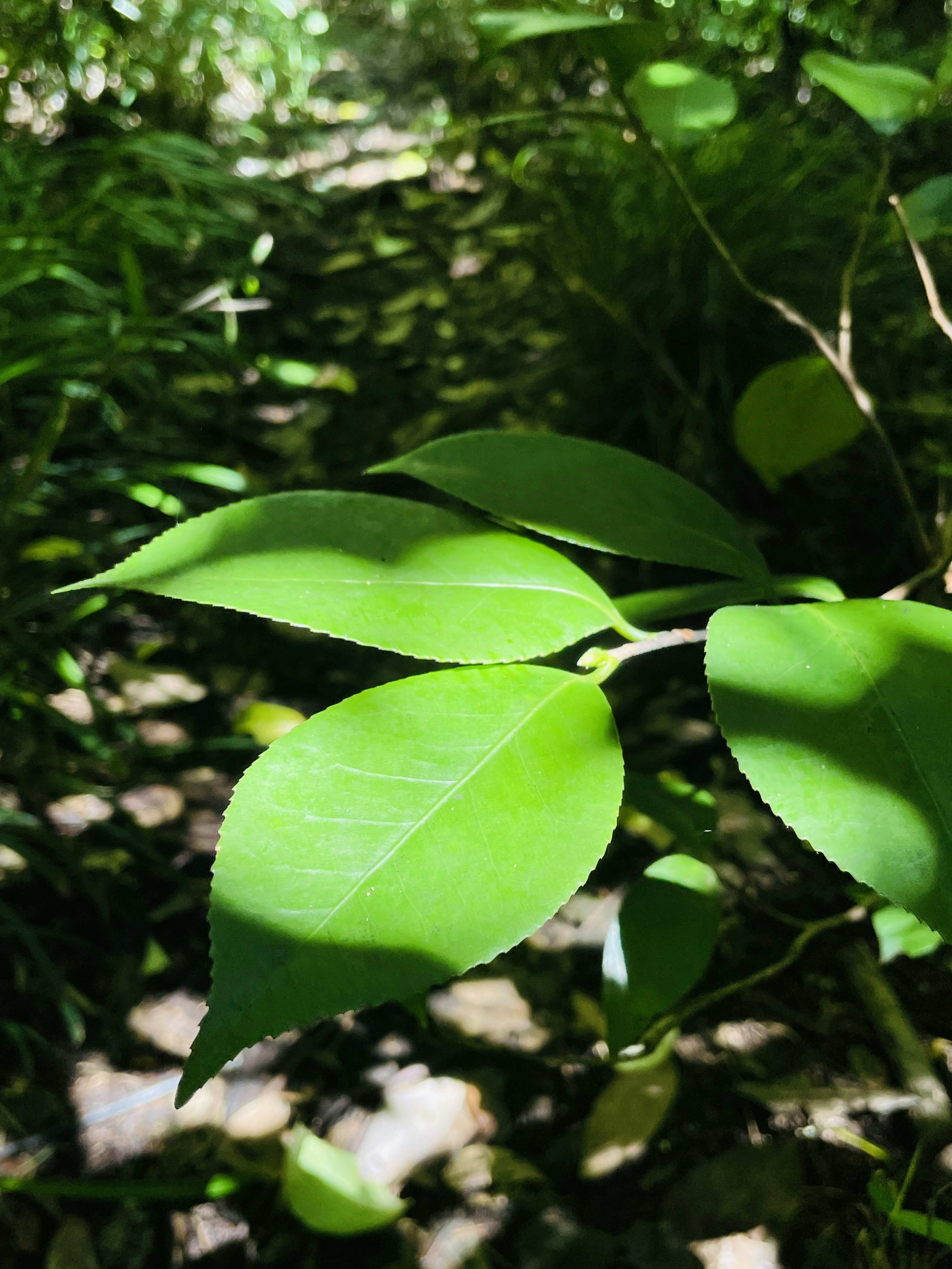 Acercamiento de hojas verdes vibrantes iluminadas por la luz del sol