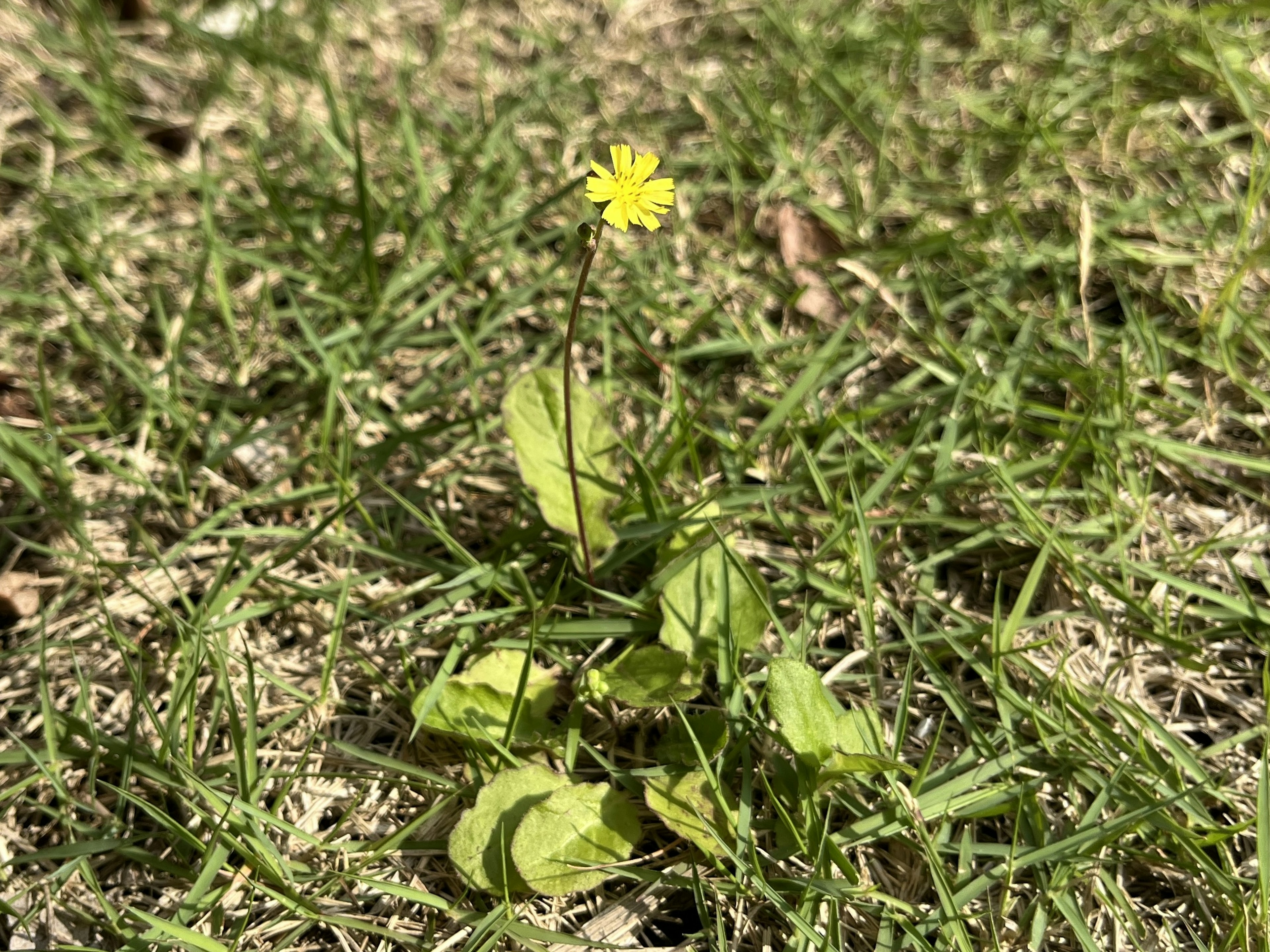 Piccola fiore giallo con foglie verdi che cresce tra l'erba