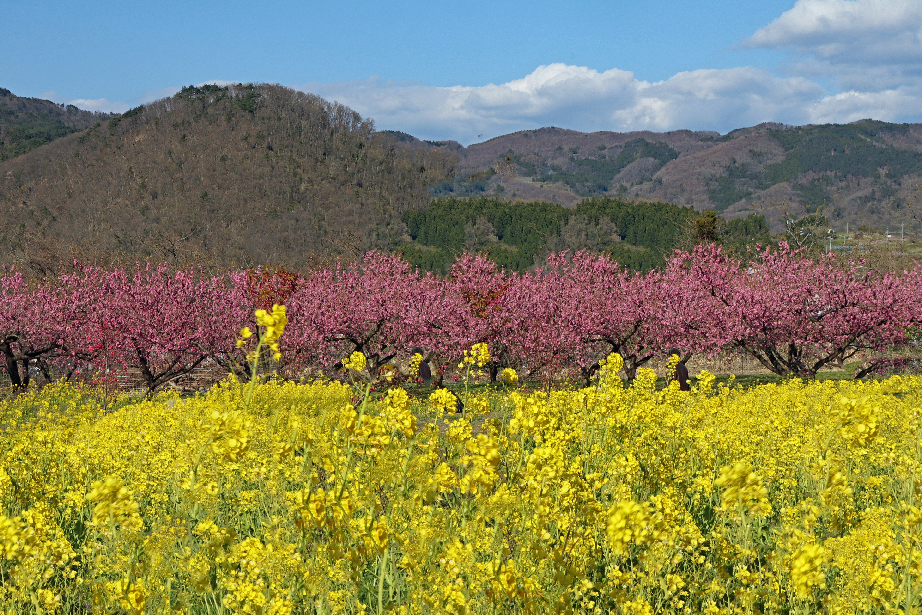 Campo de flores de colza amarillas con cerezos en flor rosados al fondo