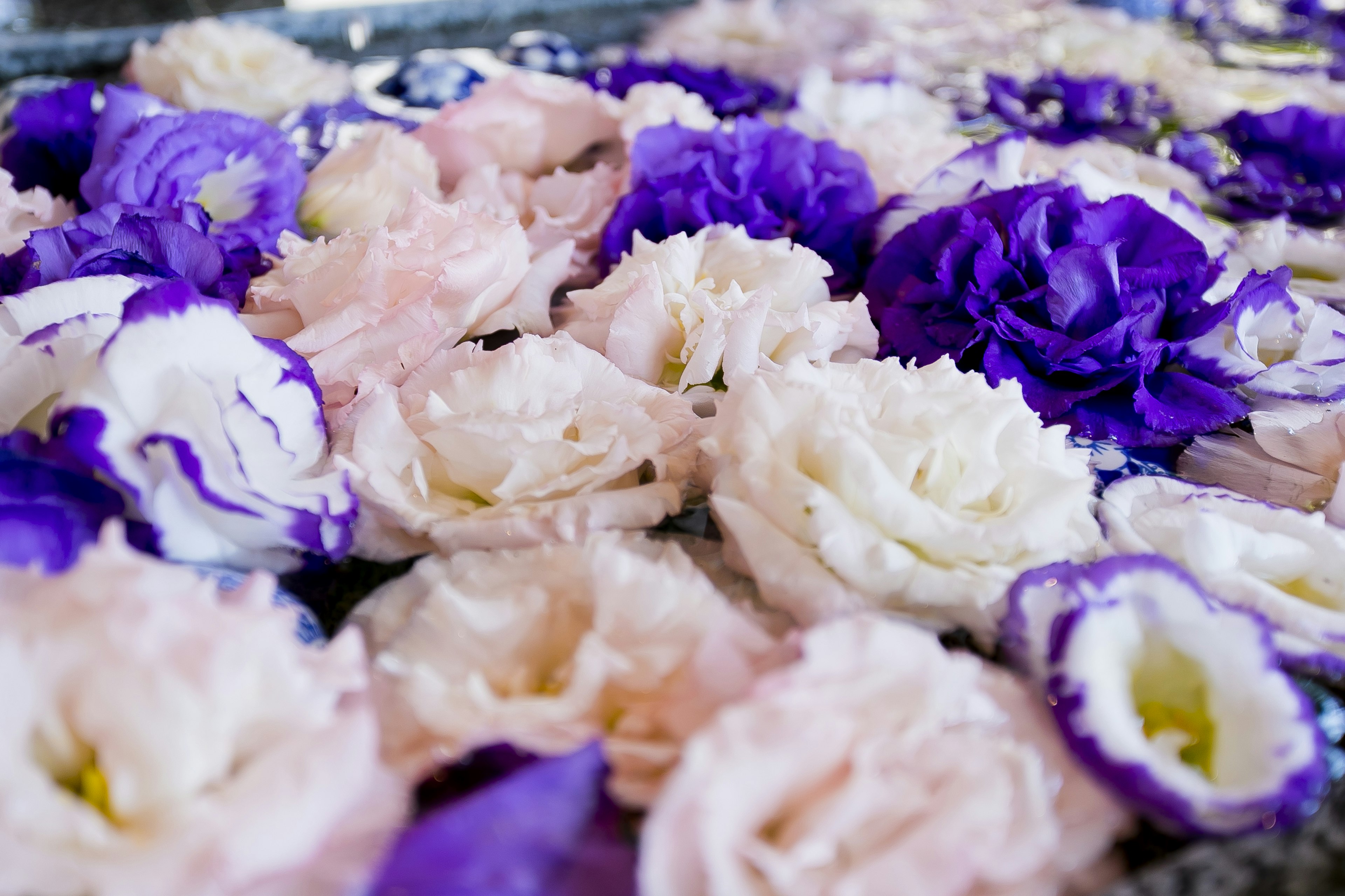 Una superficie cubierta de flores rosas y moradas flotando en el agua