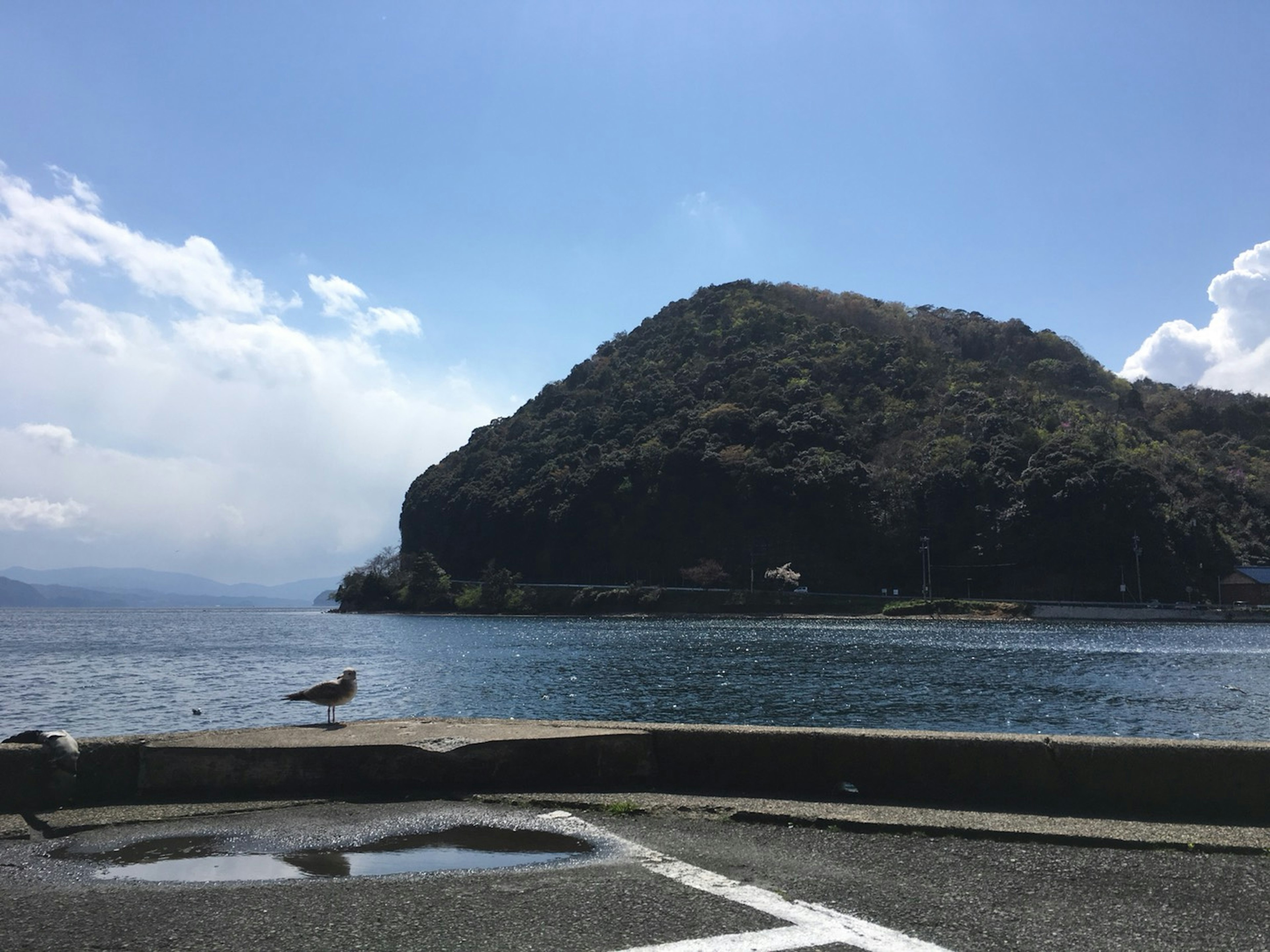 Mouette au bord de l'eau avec une montagne en arrière-plan