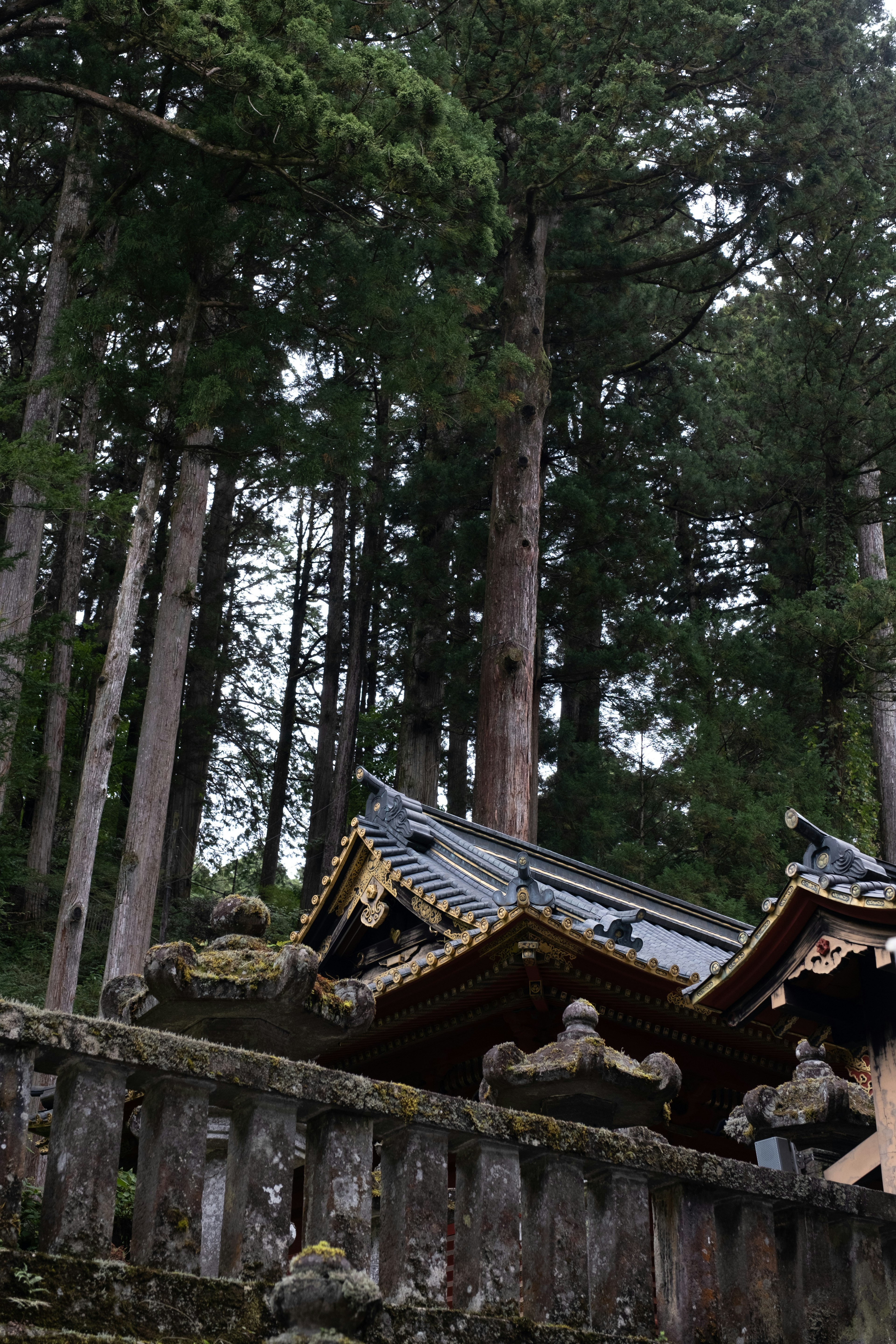 高い木々の間に見える美しい神社の屋根