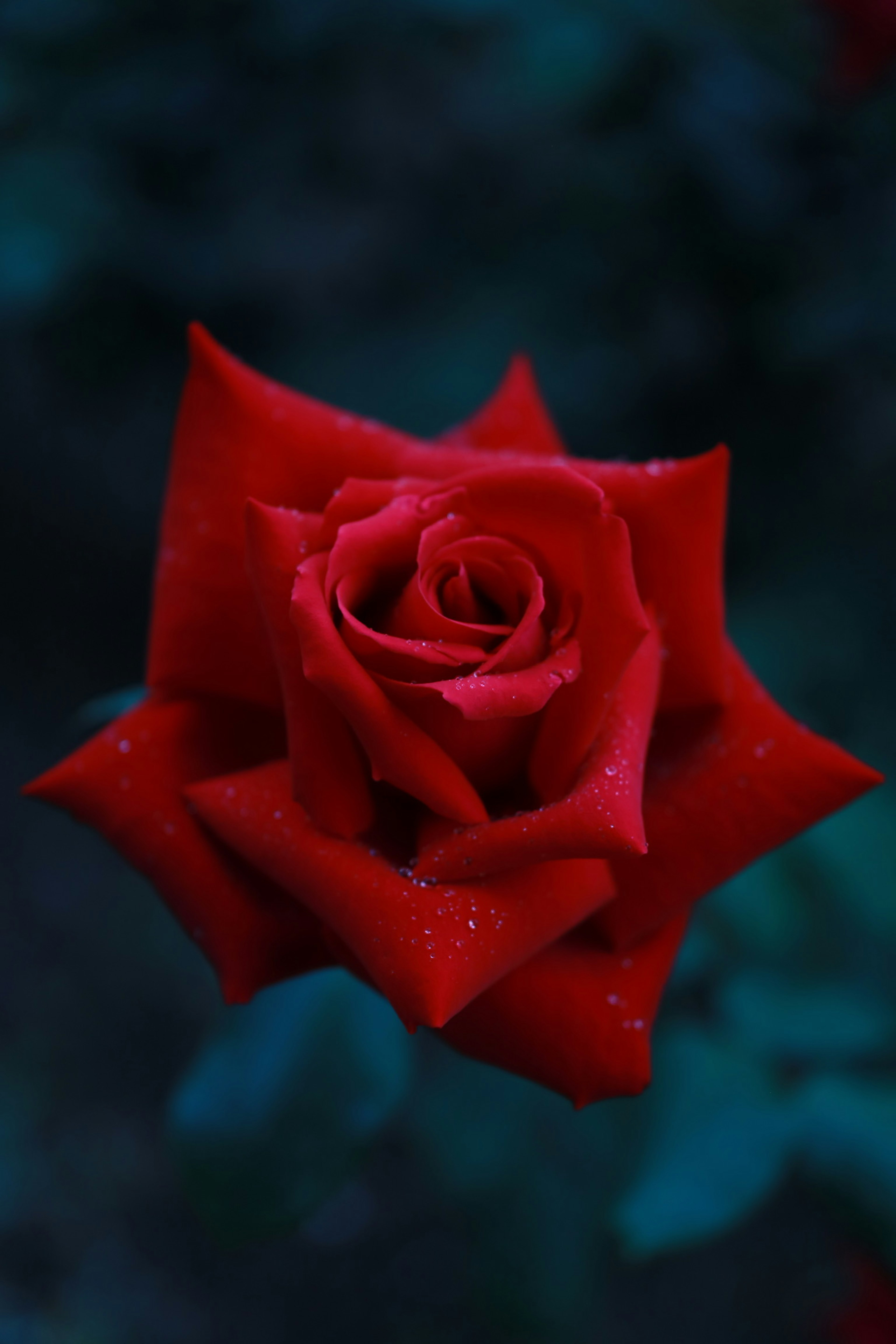 Una rosa roja profunda destaca contra un fondo oscuro