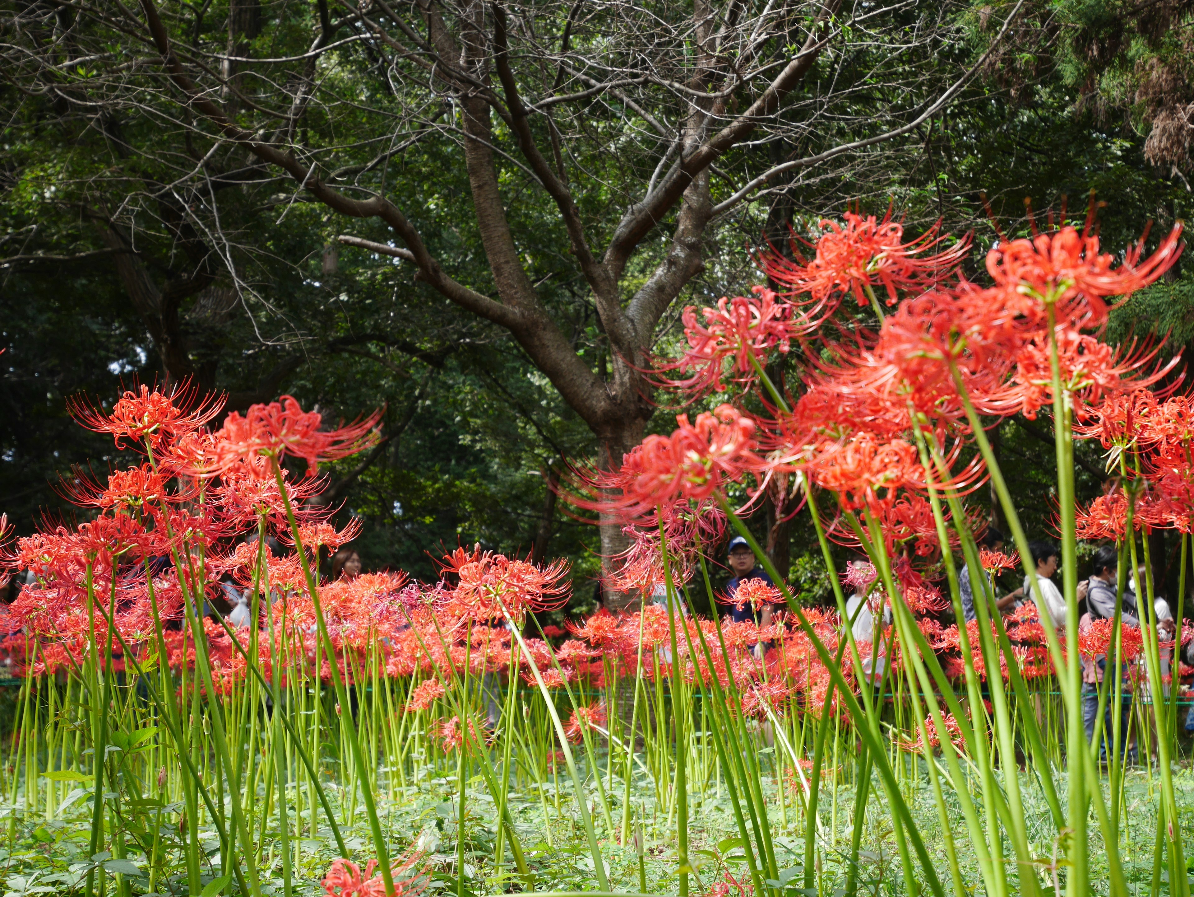 Campo de lirios araña rojos con árboles de fondo