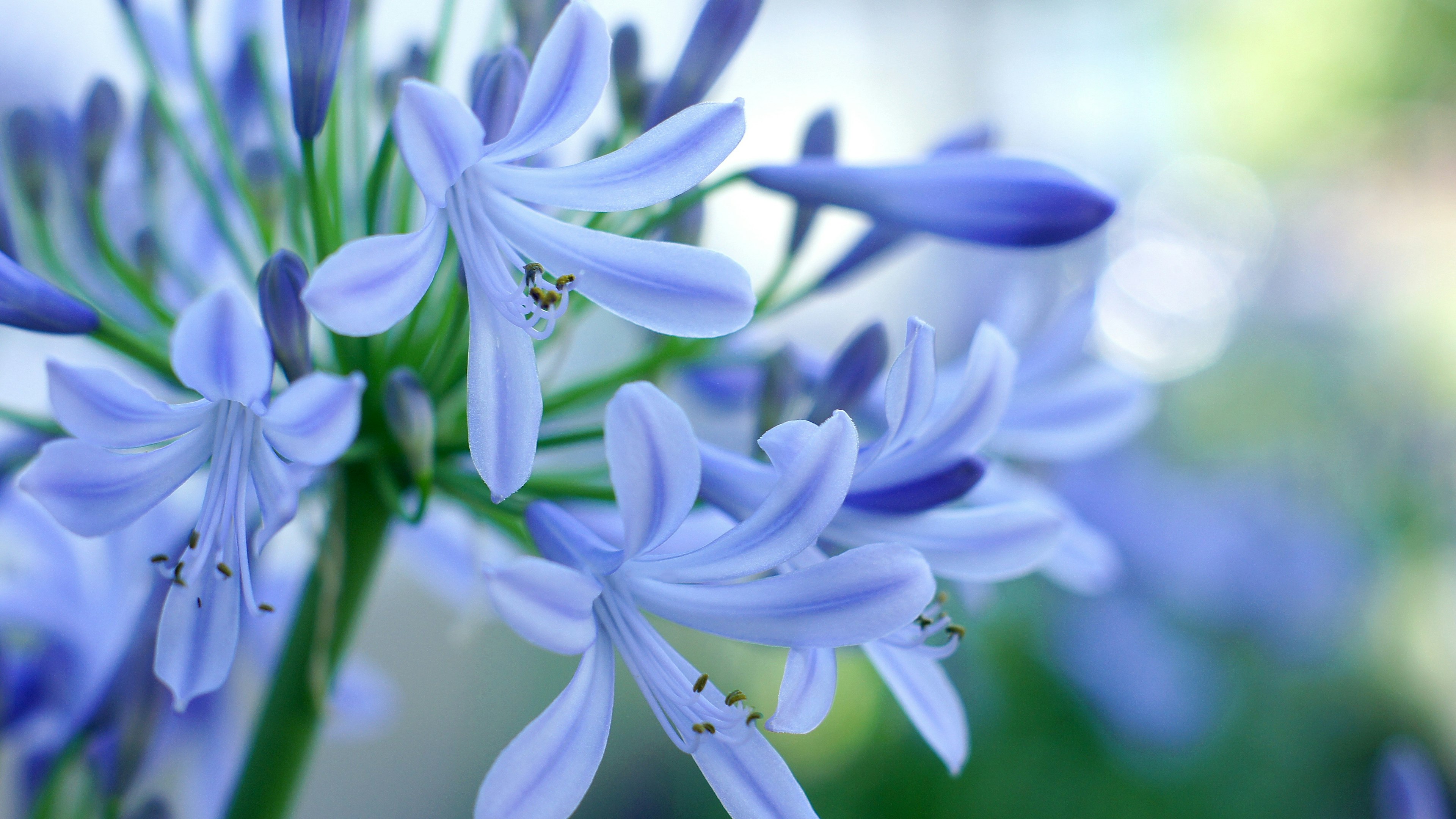 Racimo de flores azul claro con pétalos delicados