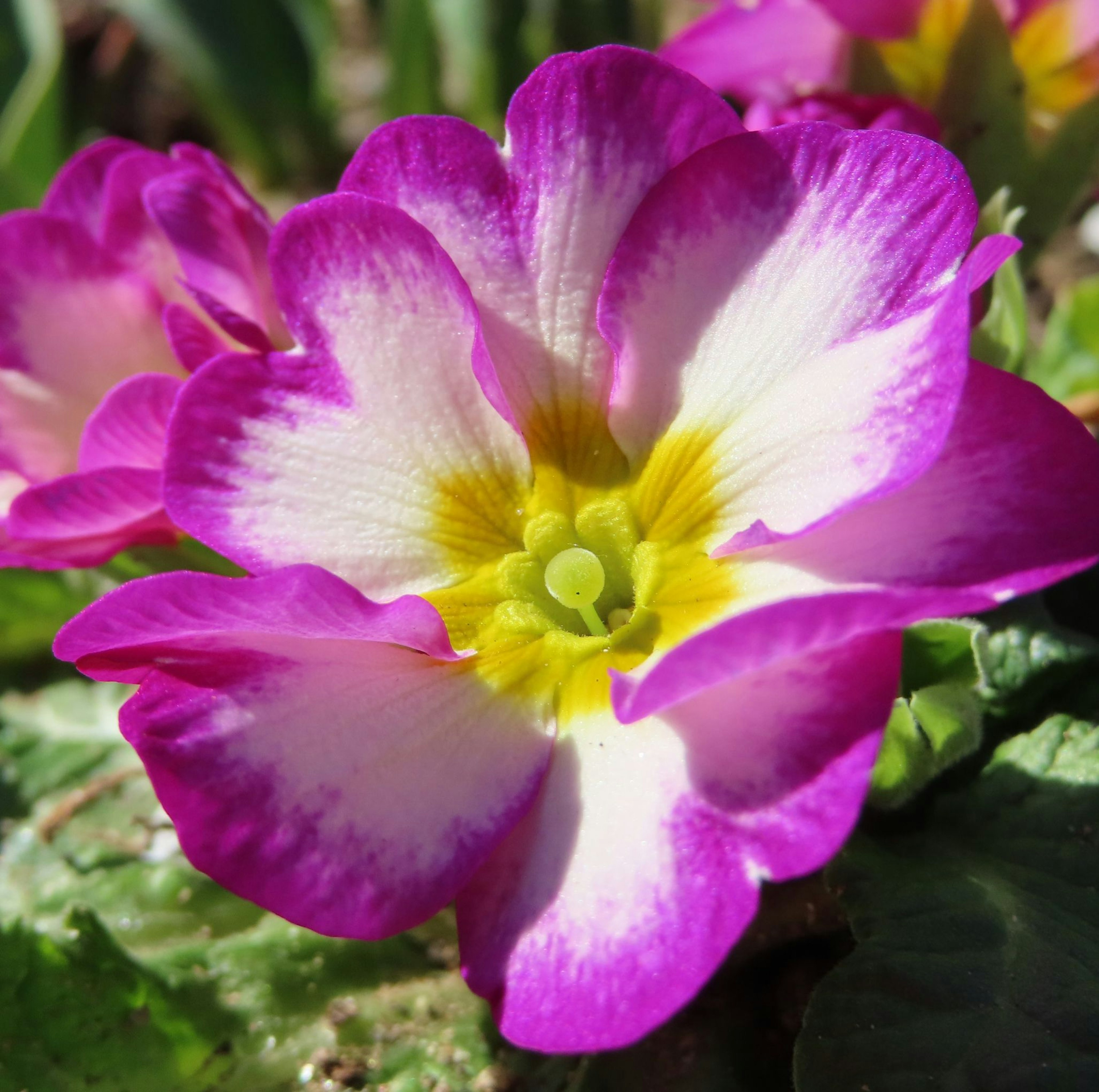 鮮やかなピンクと白の花びらを持つプリムラの花のクローズアップ