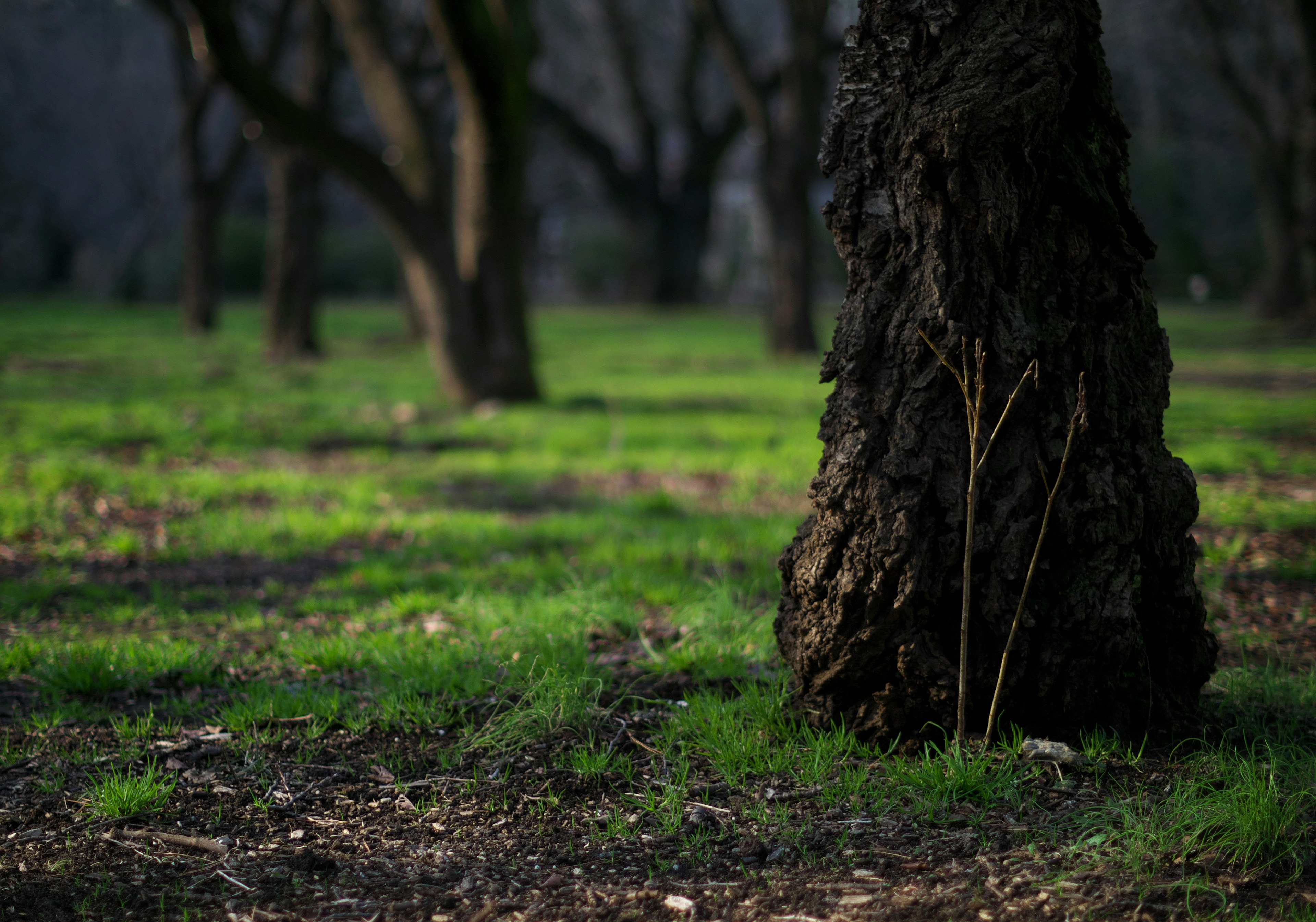 Un tronc d'arbre avec un sol herbeux vert dans une forêt tranquille