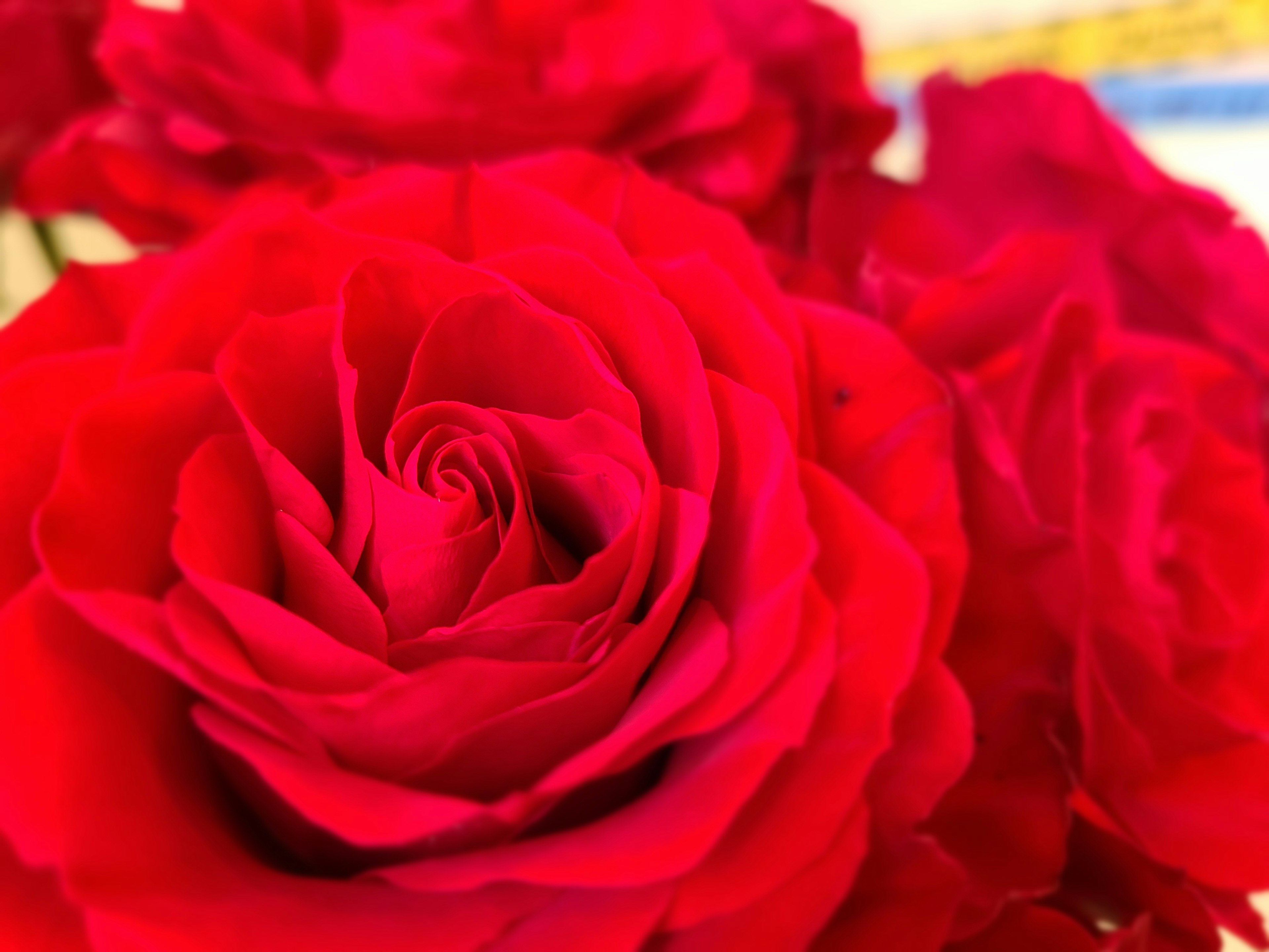 Vibrant red rose petals overlapping beautifully