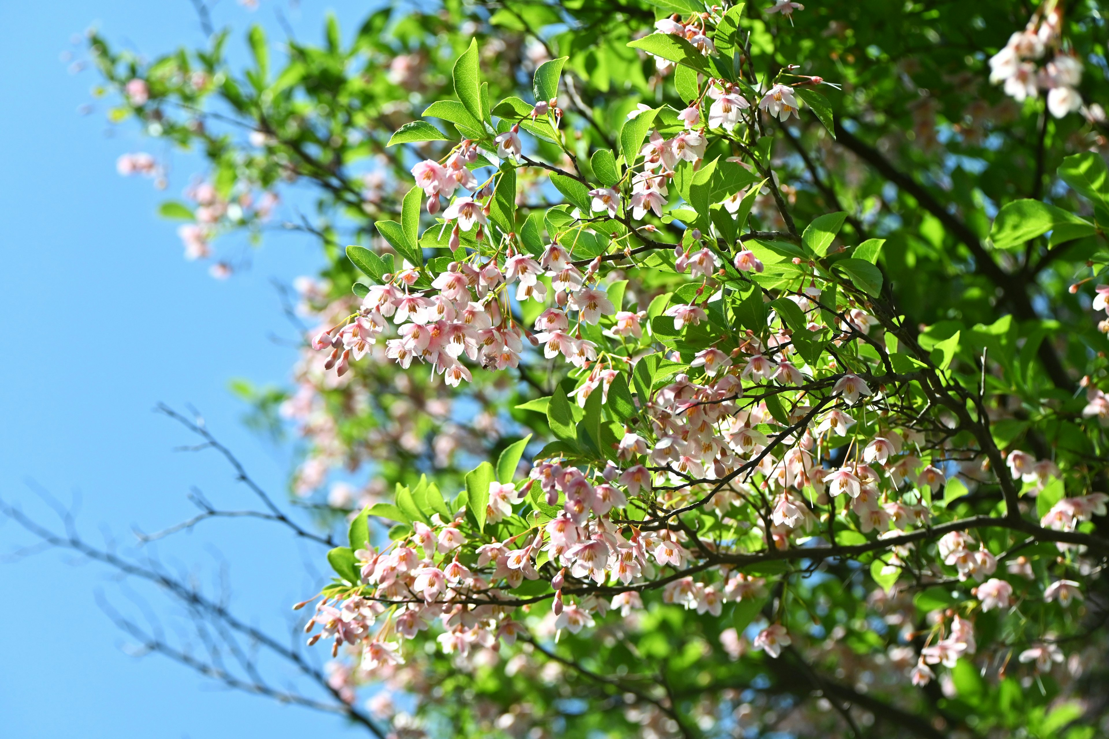 青空に映える淡いピンクの花と緑の葉が生い茂る木