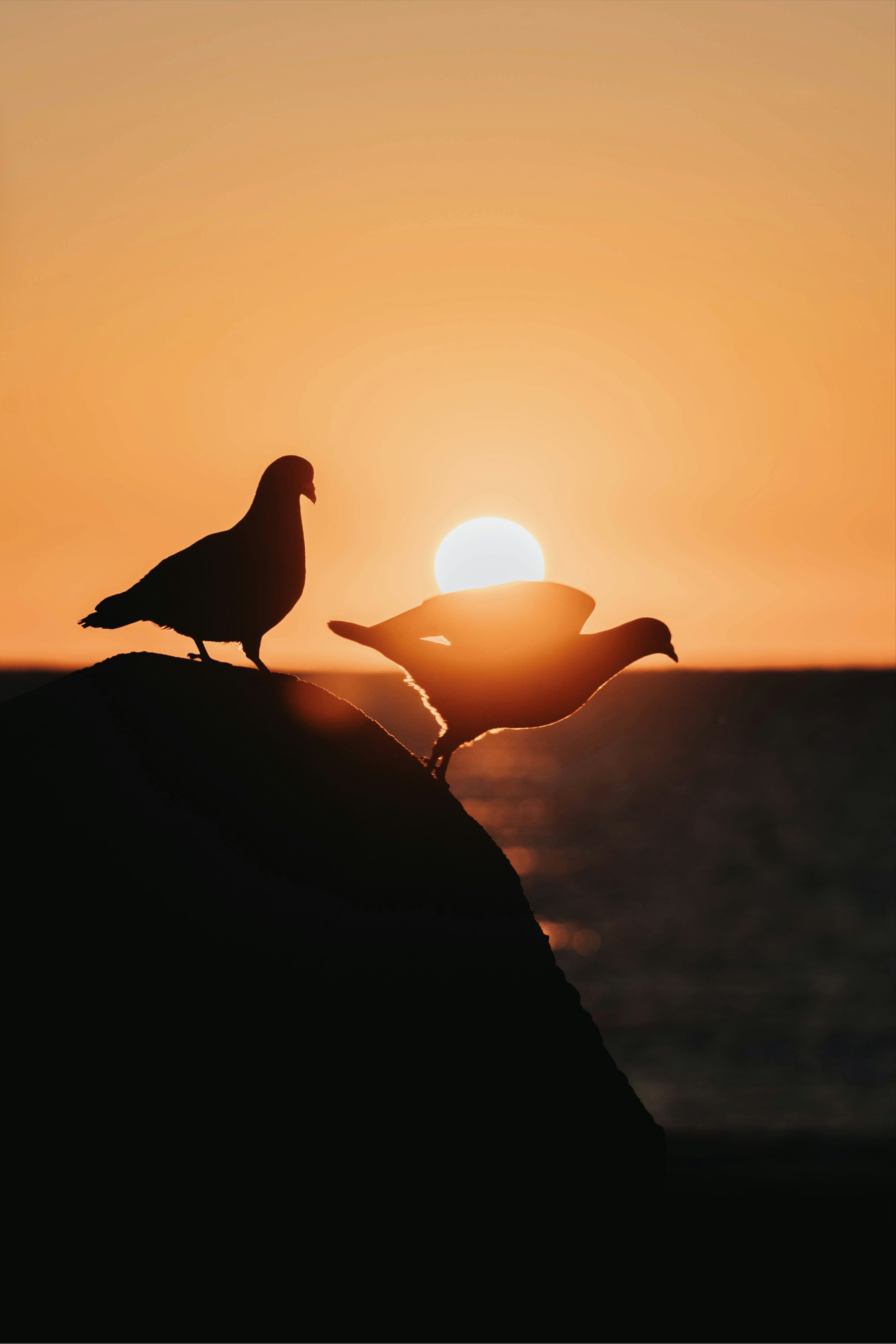 夕日を背にした二羽の鳩が岩の上にいる美しいシルエット