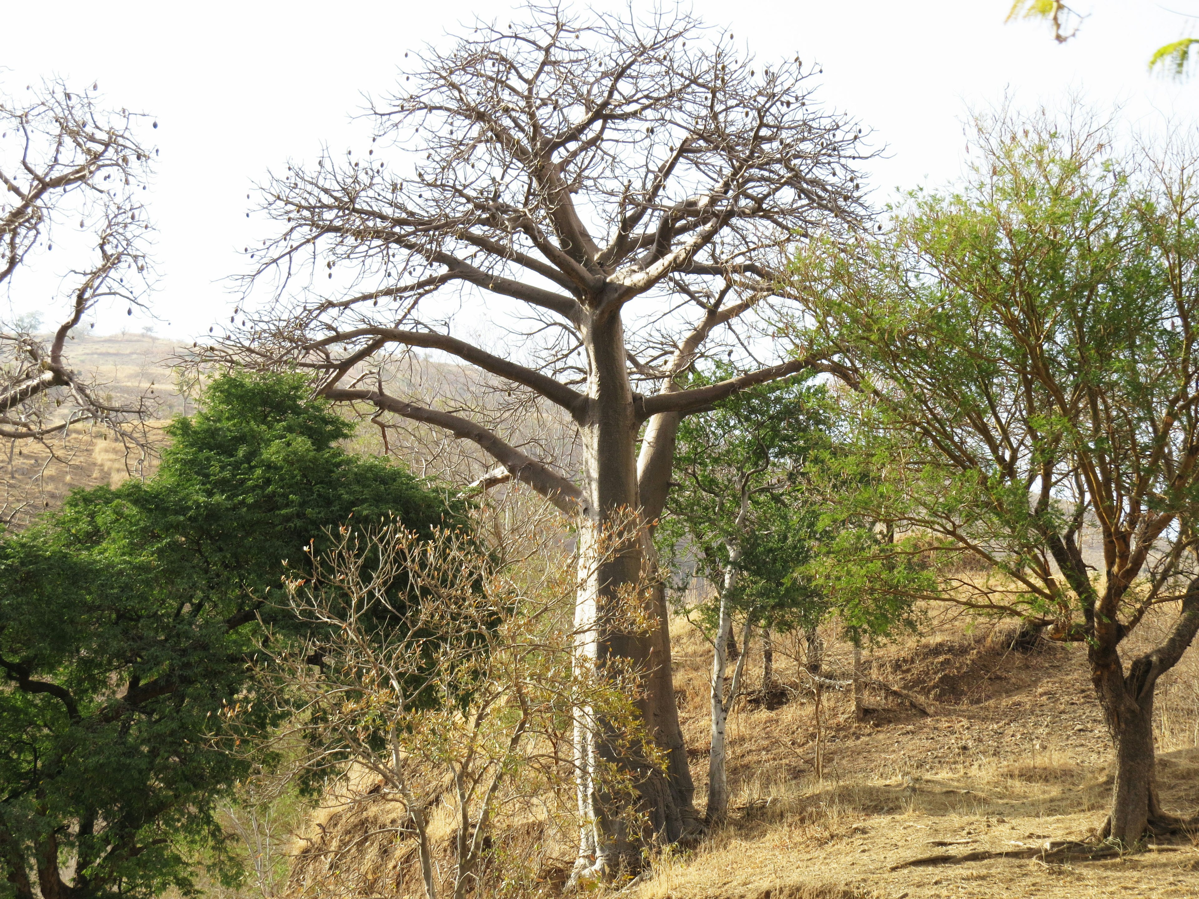 Albero baobab in un ambiente secco con alberi verdi circostanti