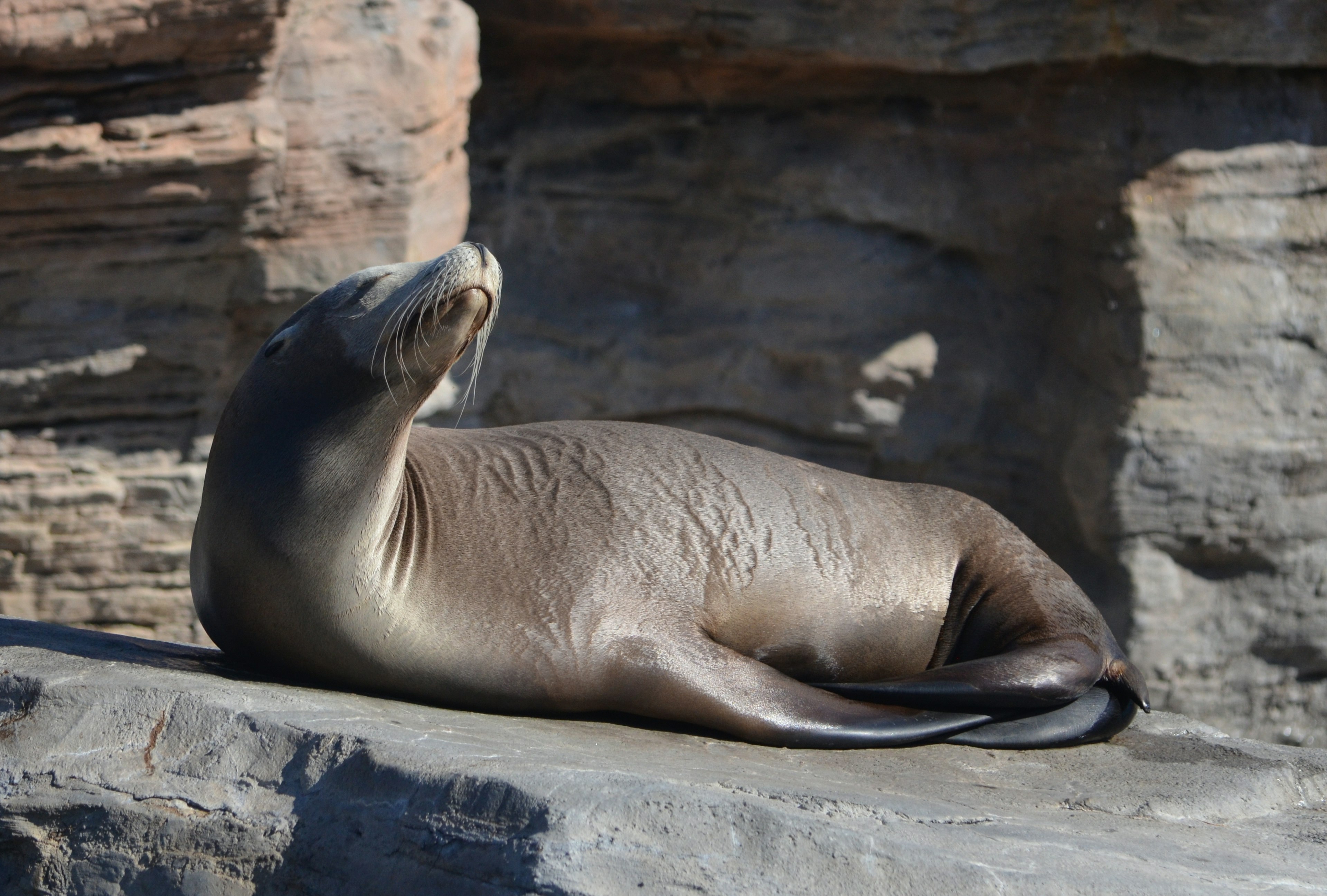 Sea lion resting on a rock