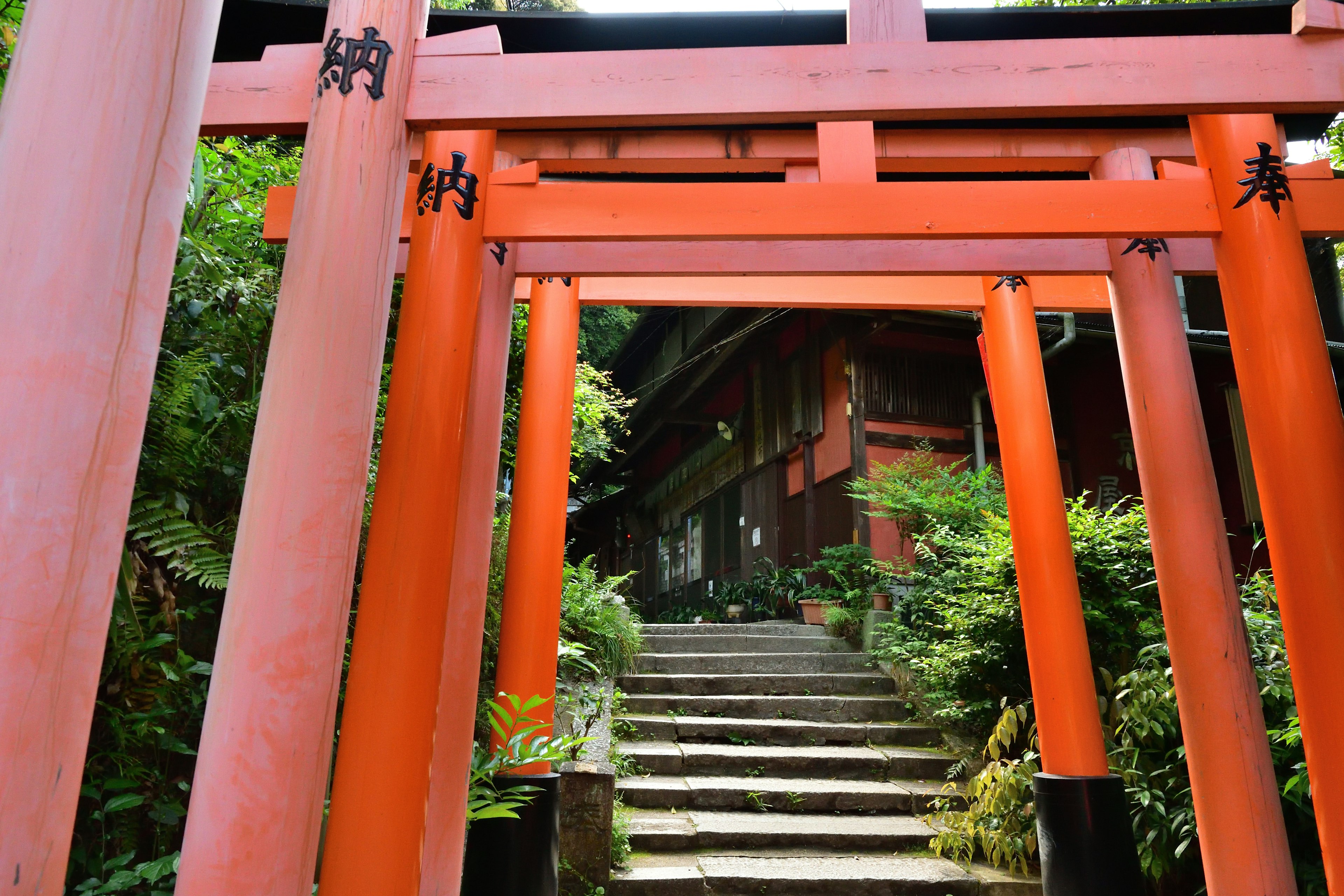 Vista escénica de puertas torii rojas que conducen a escaleras de piedra en una vegetación exuberante