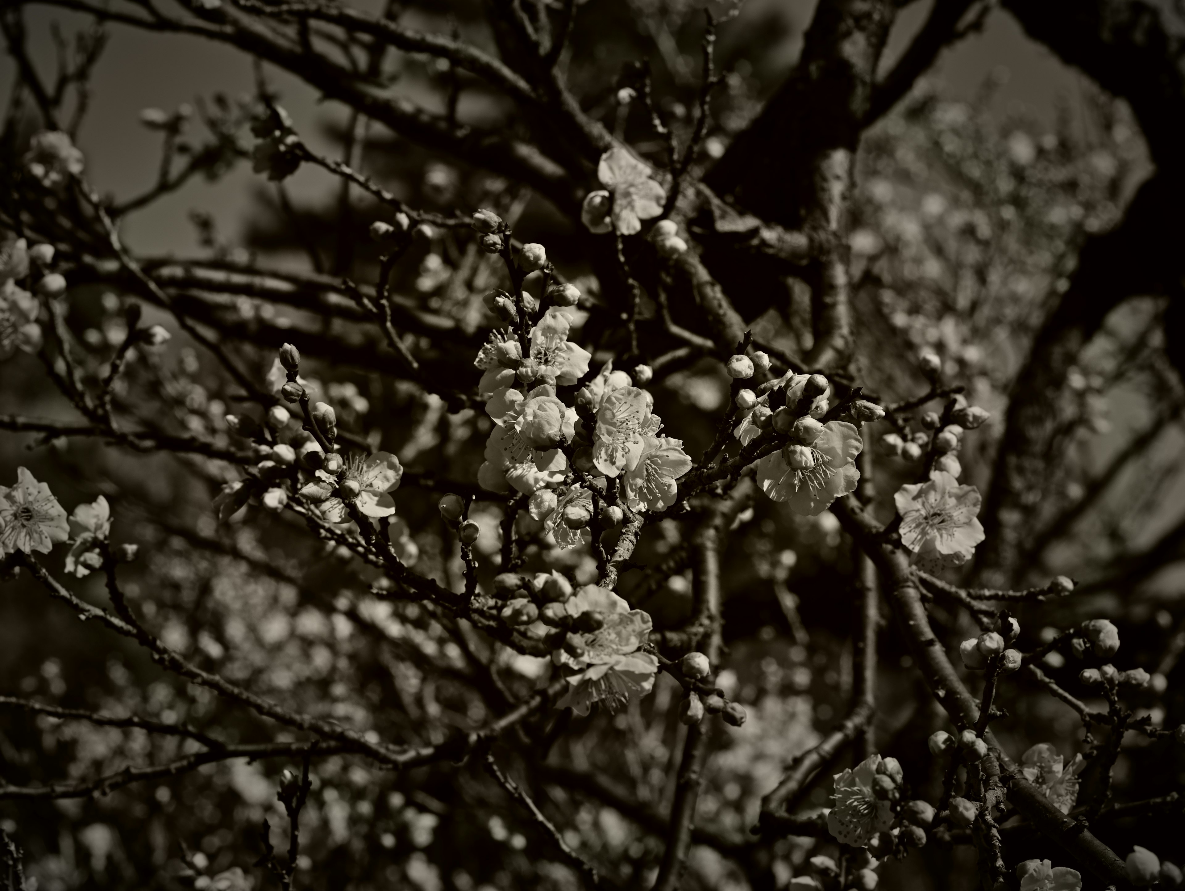 Detailed view of black and white cherry blossoms and branches