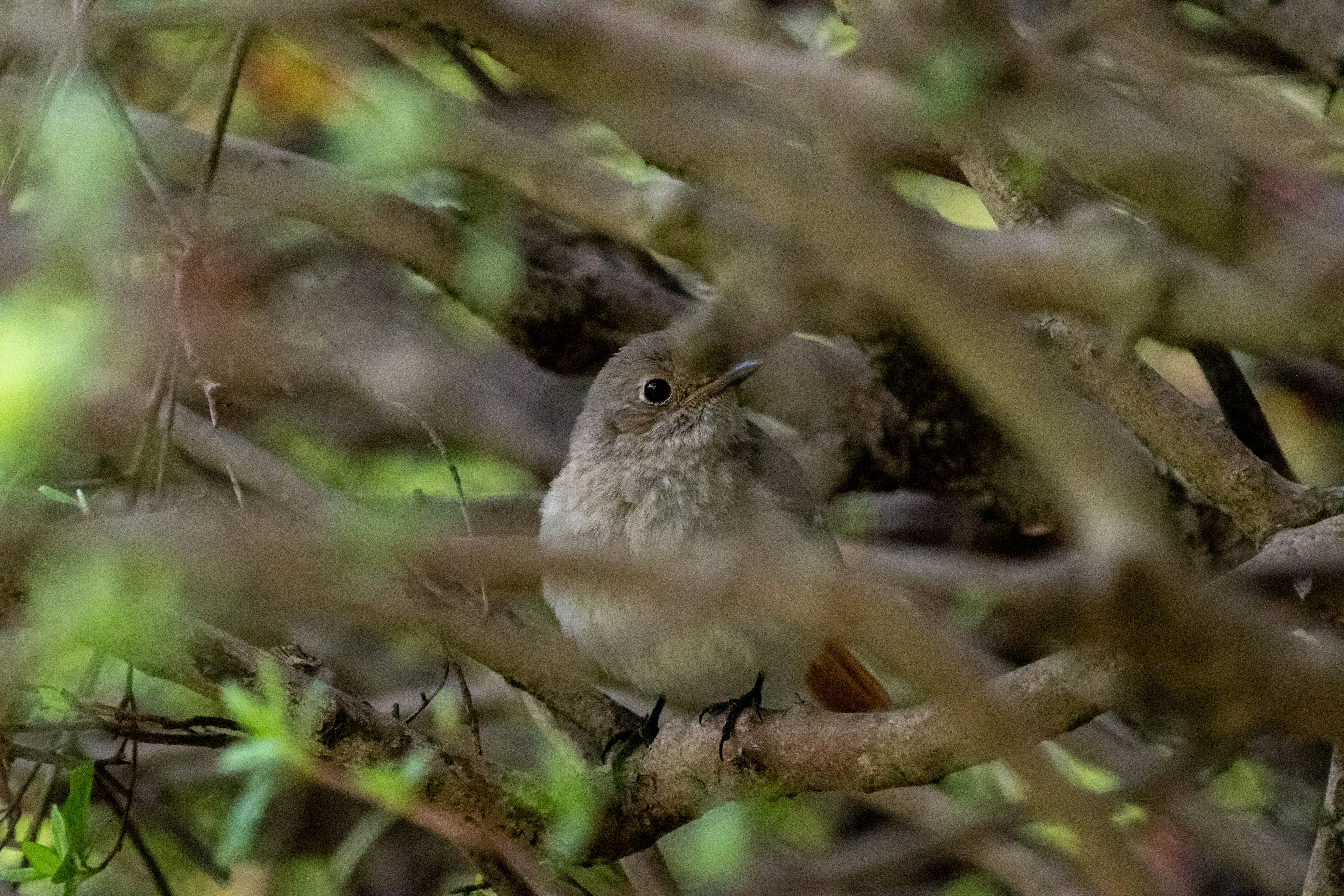 Seekor burung kecil bersembunyi di antara cabang-cabang pohon