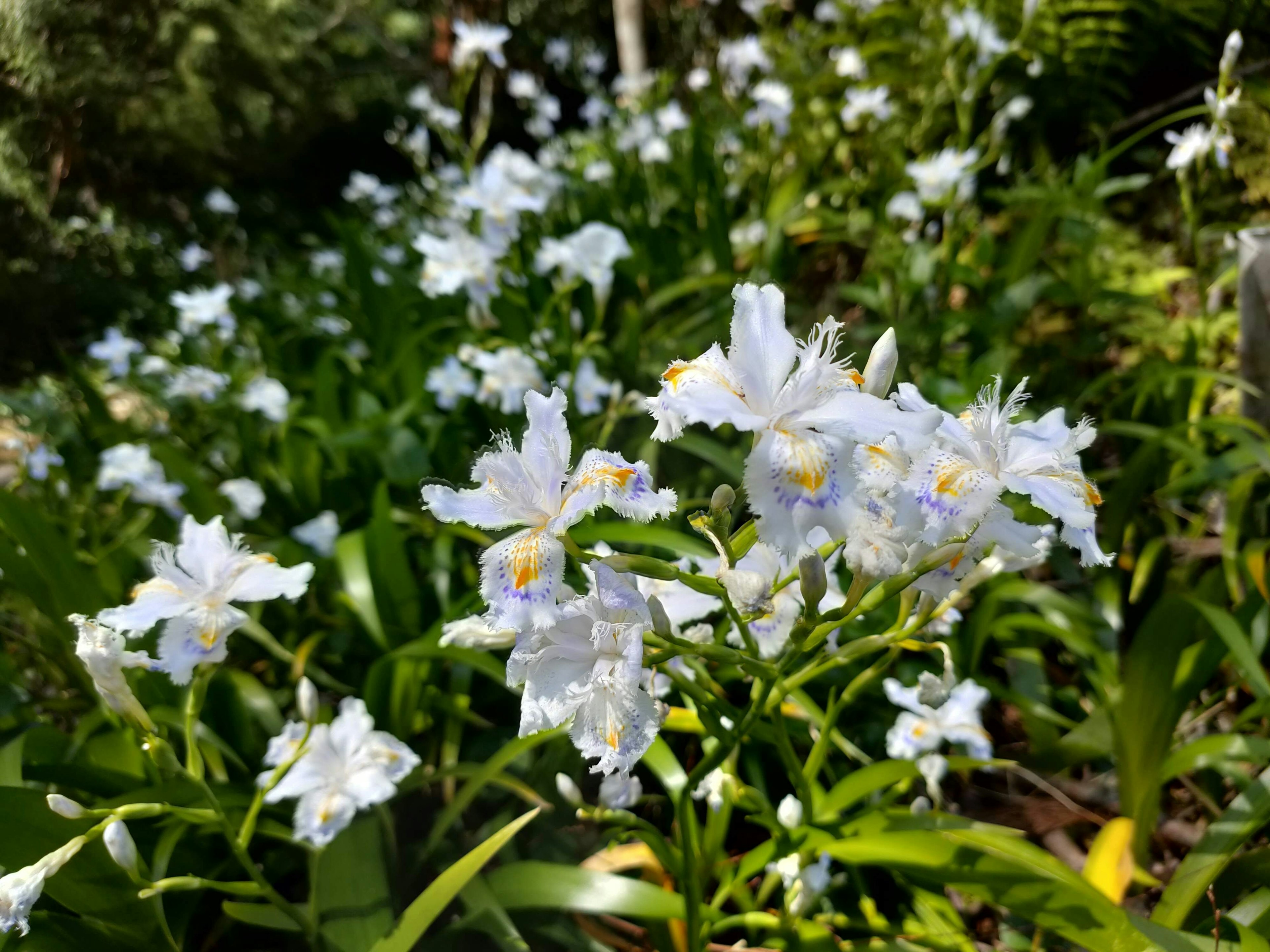 Uno scenario lussureggiante con fiori bianchi in fiore