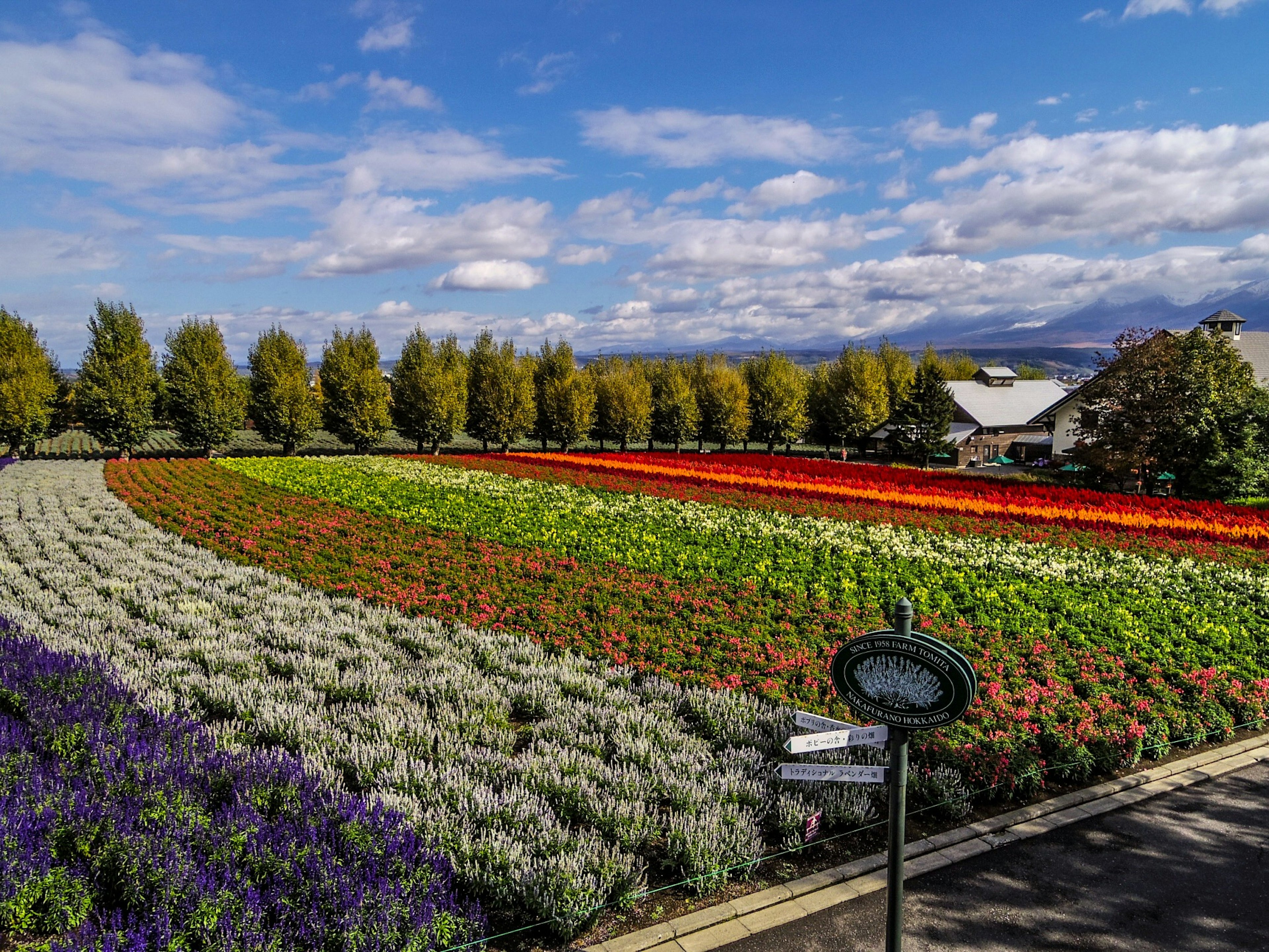 Paysage de jardin de fleurs colorées avec ciel bleu et nuages