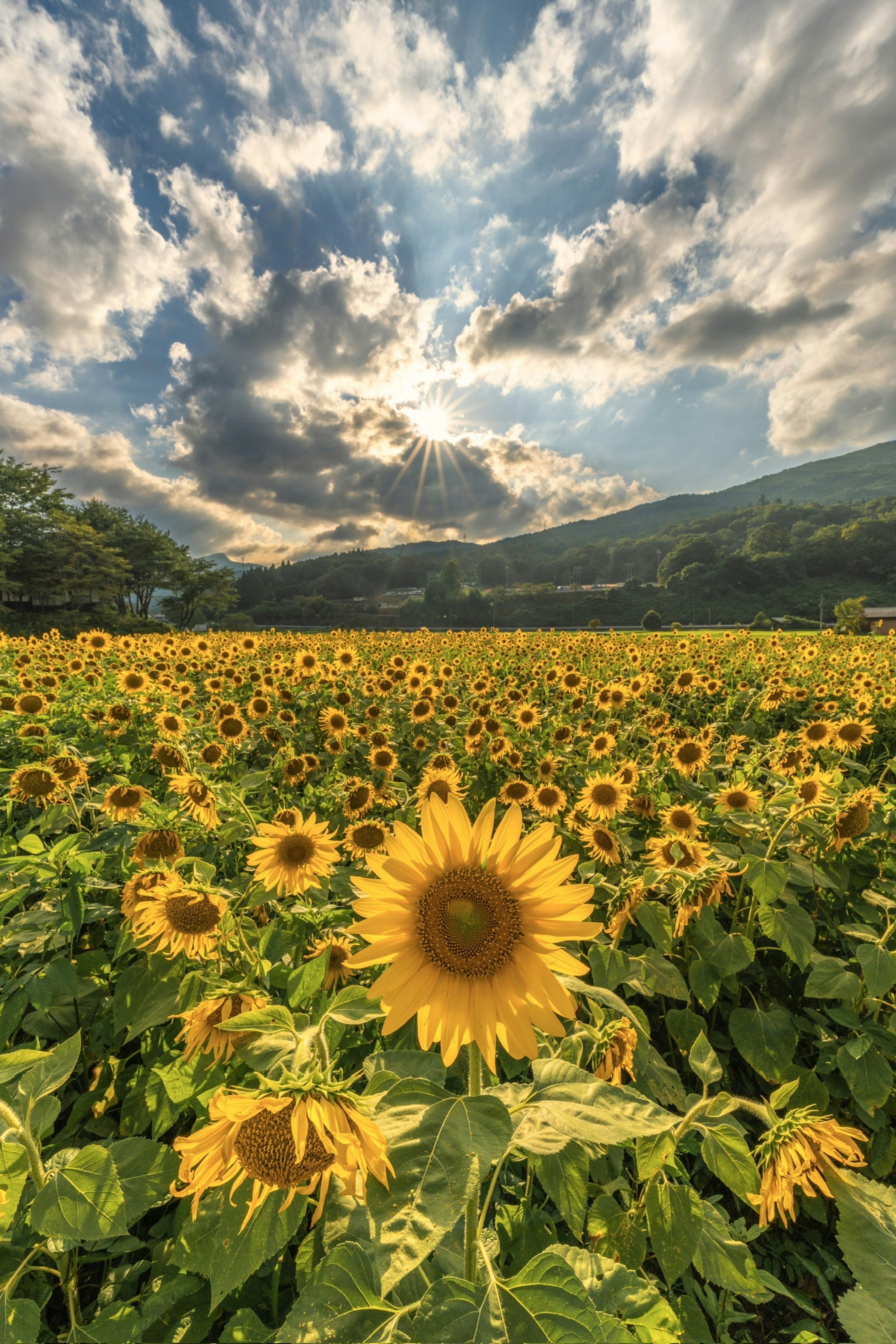 Expansive sunflower field under a sky with clouds and sunlight