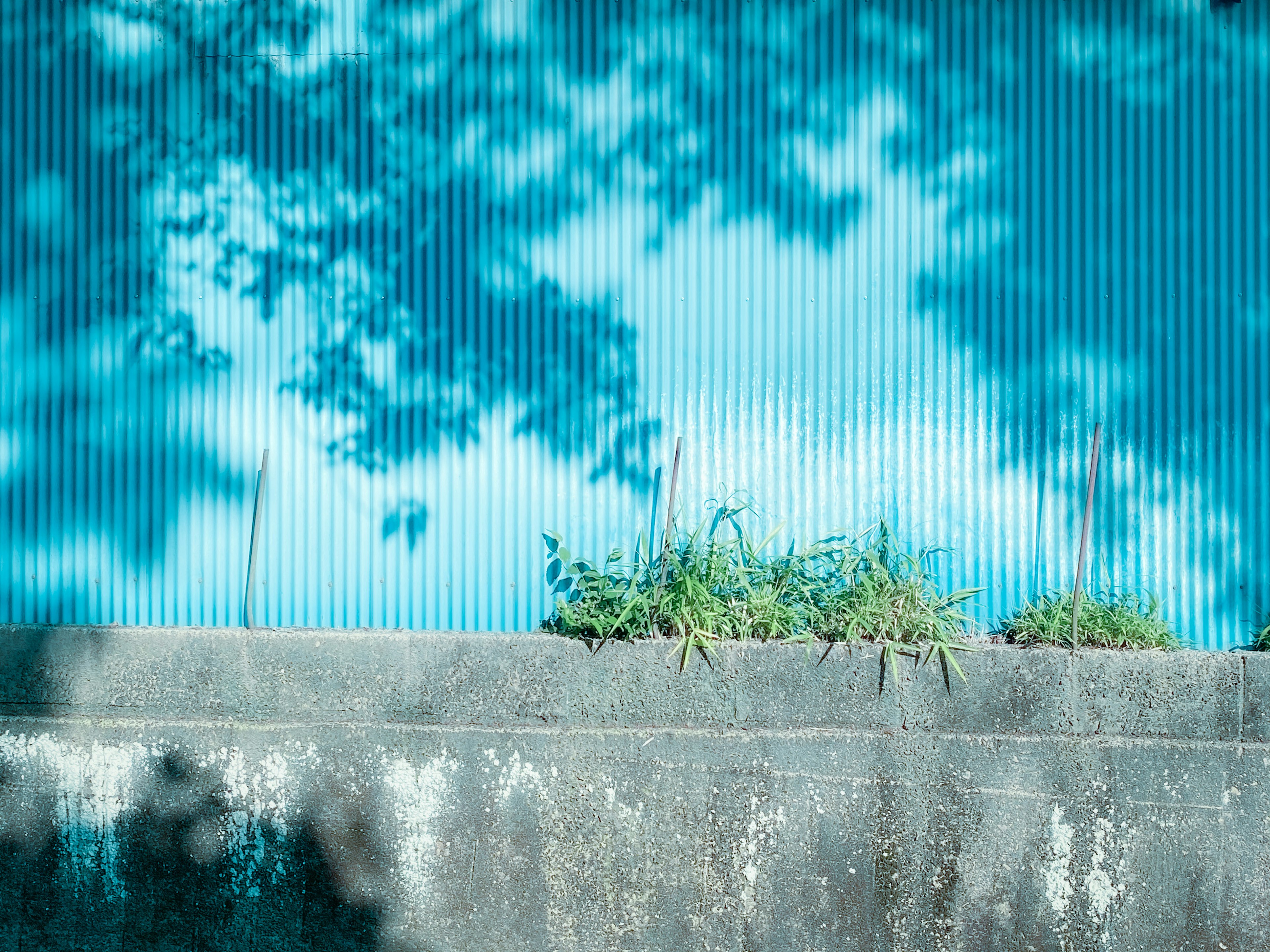 Ombres sur un mur bleu en tôle ondulée avec de l'herbe verte en bas