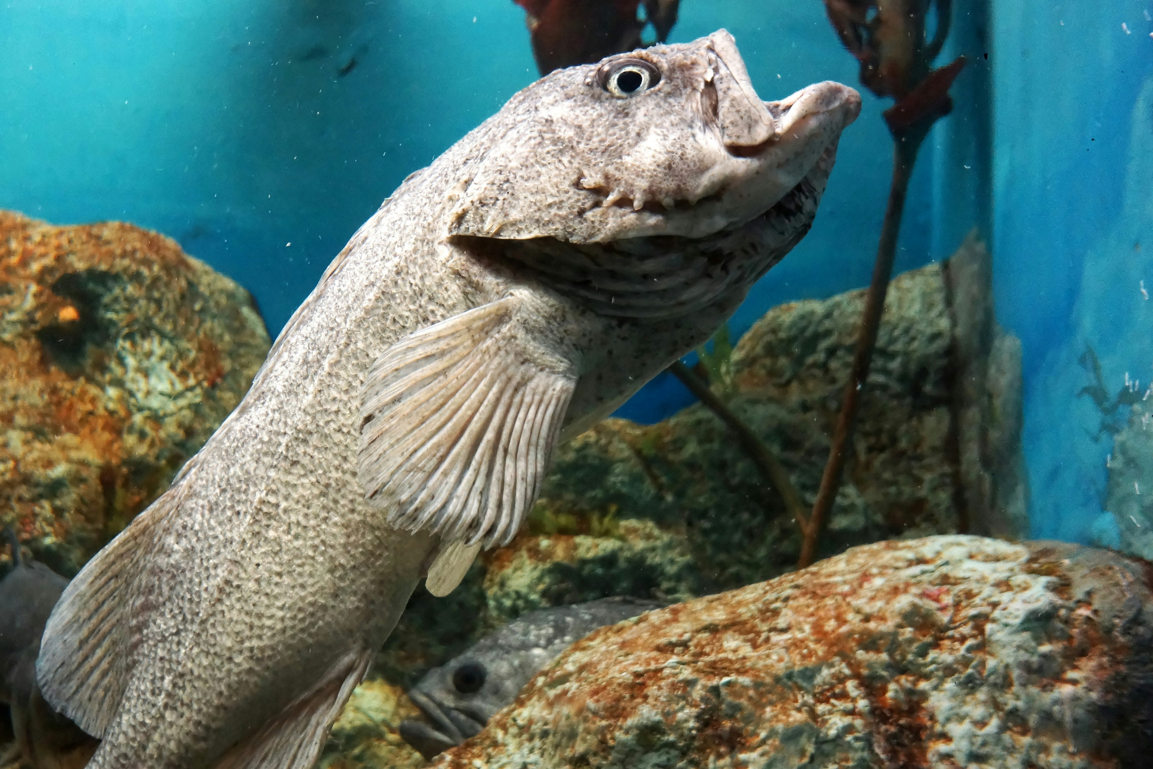 Close-up ikan yang berenang di akuarium Ikan melihat ke atas dari batu