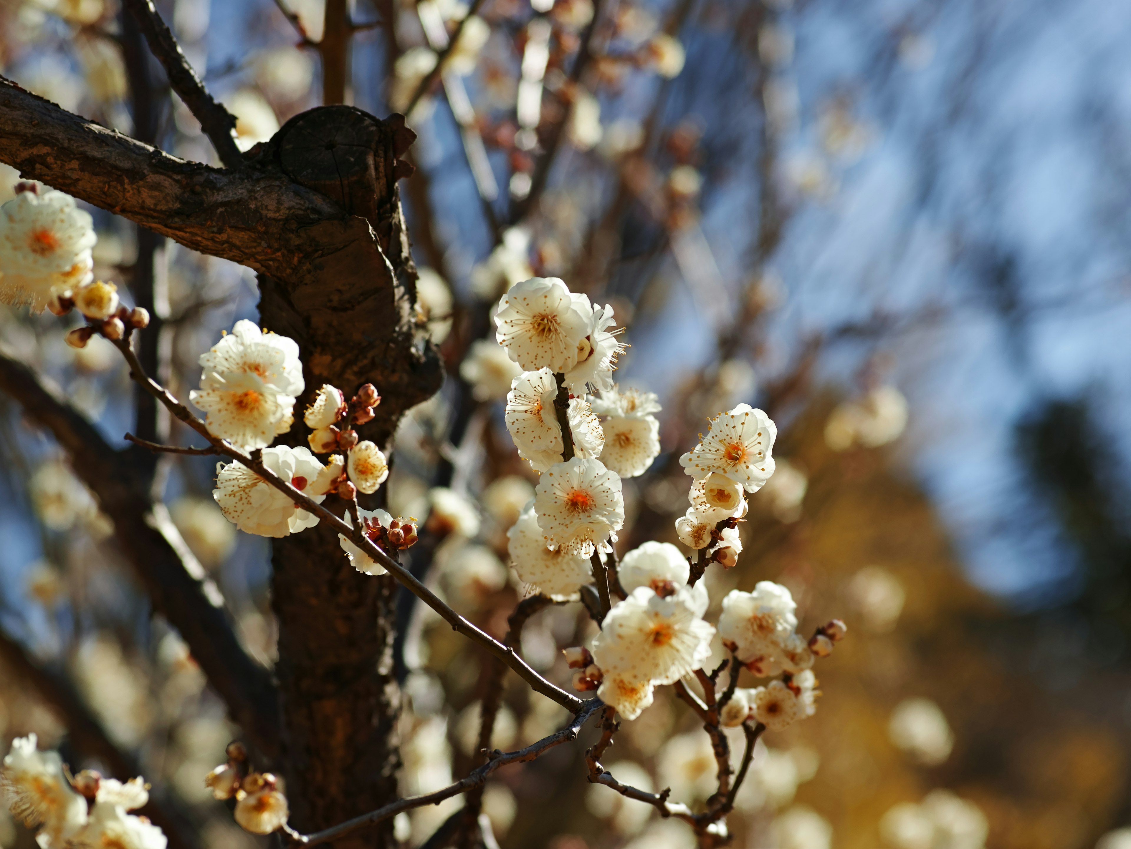 Close-up of tree branches with blooming white flowers