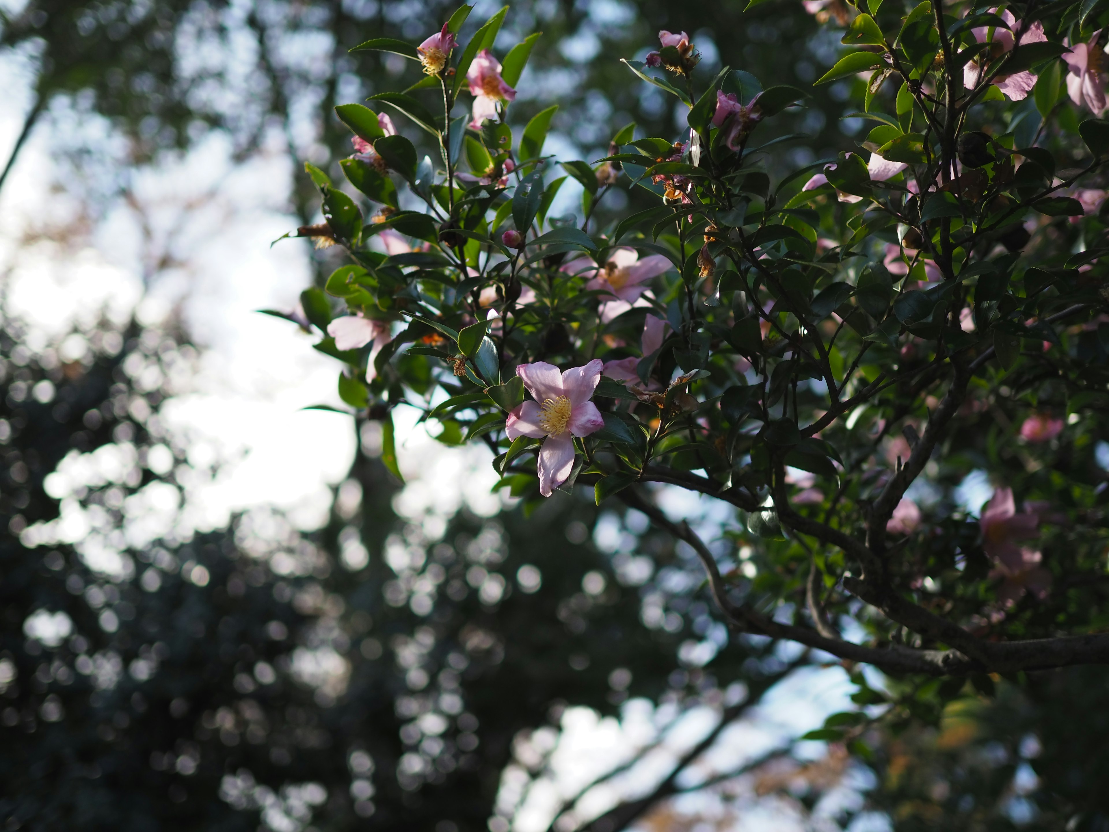 薄いピンクの花と緑の葉が見える枝のクローズアップ