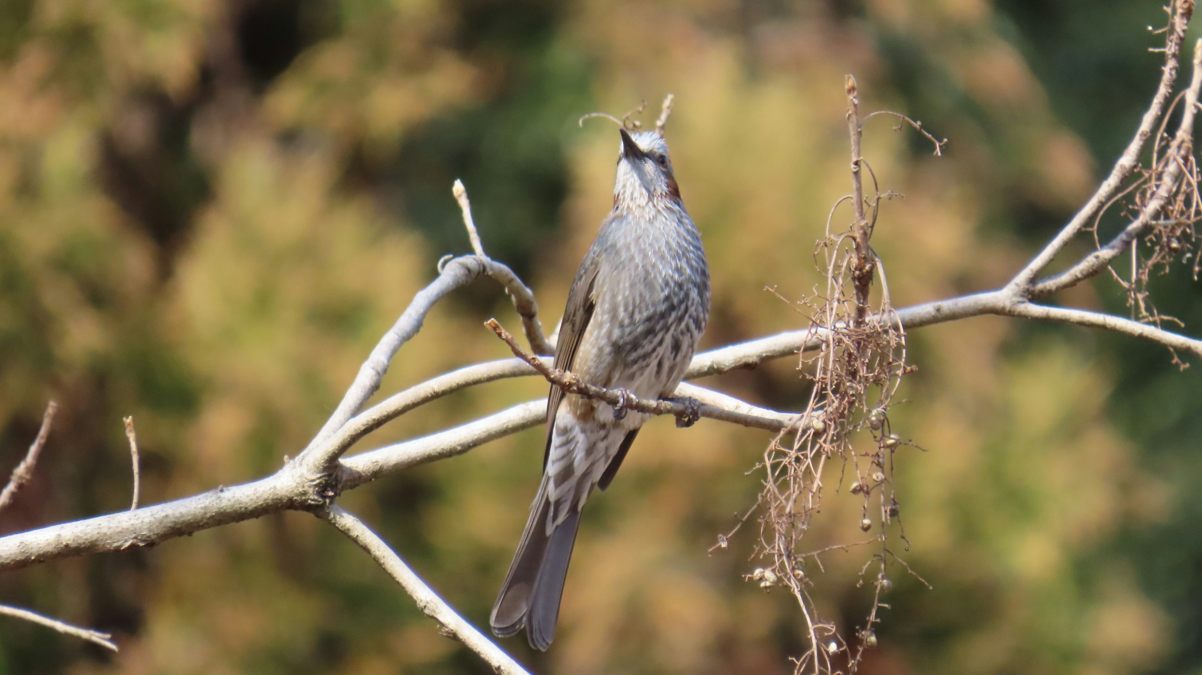 Ein grauer Vogel, der auf einem Ast sitzt